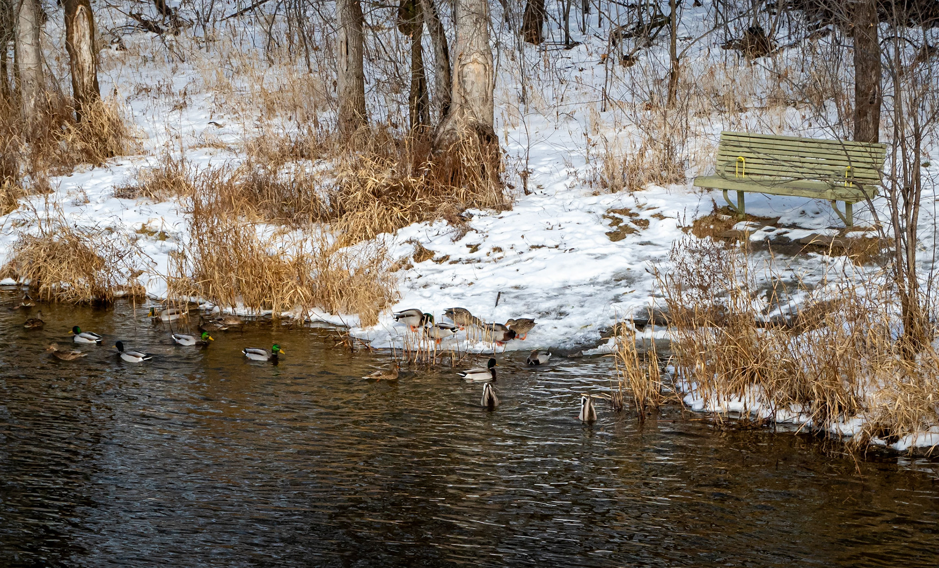 Manotick