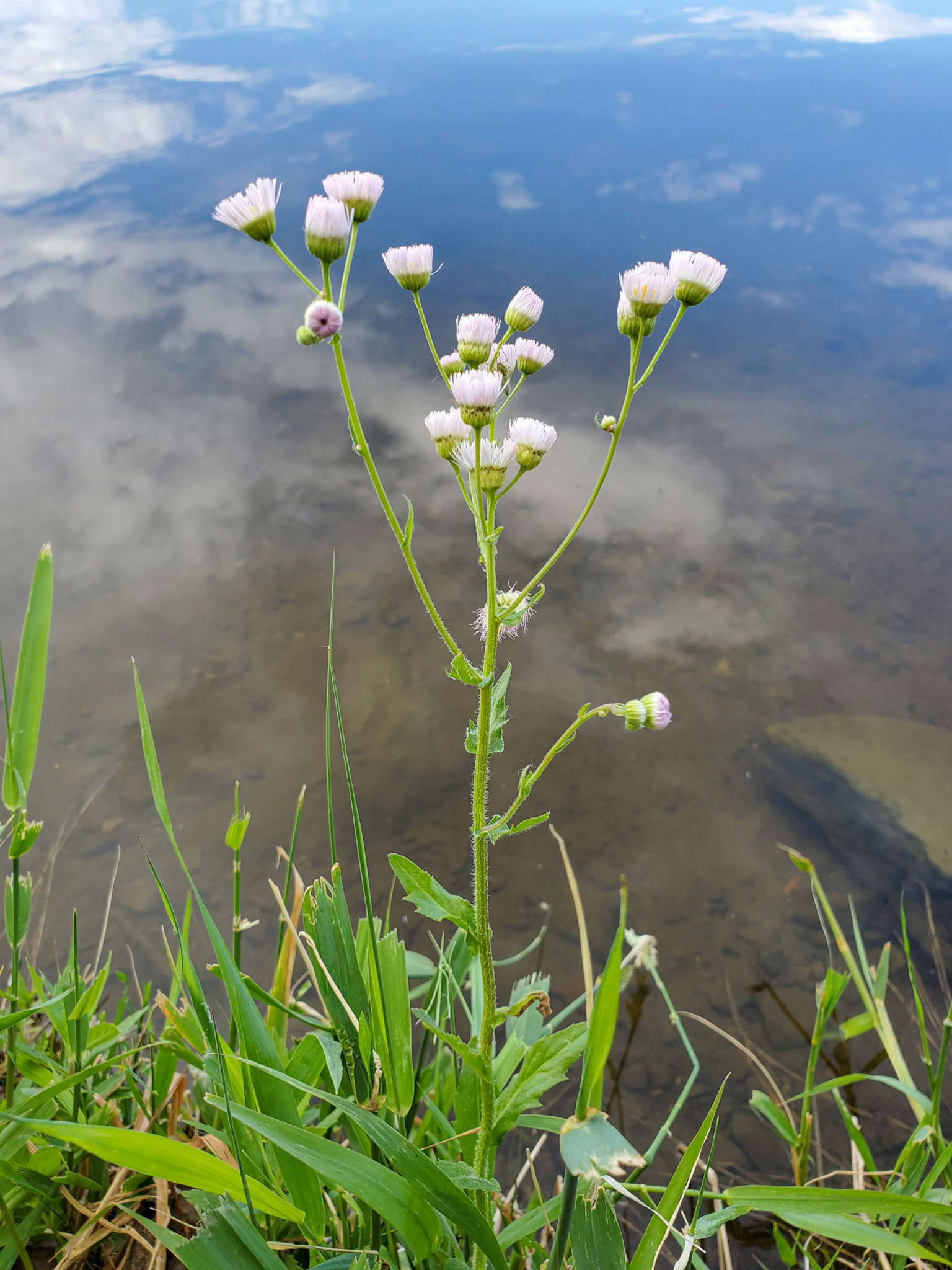 fleabane