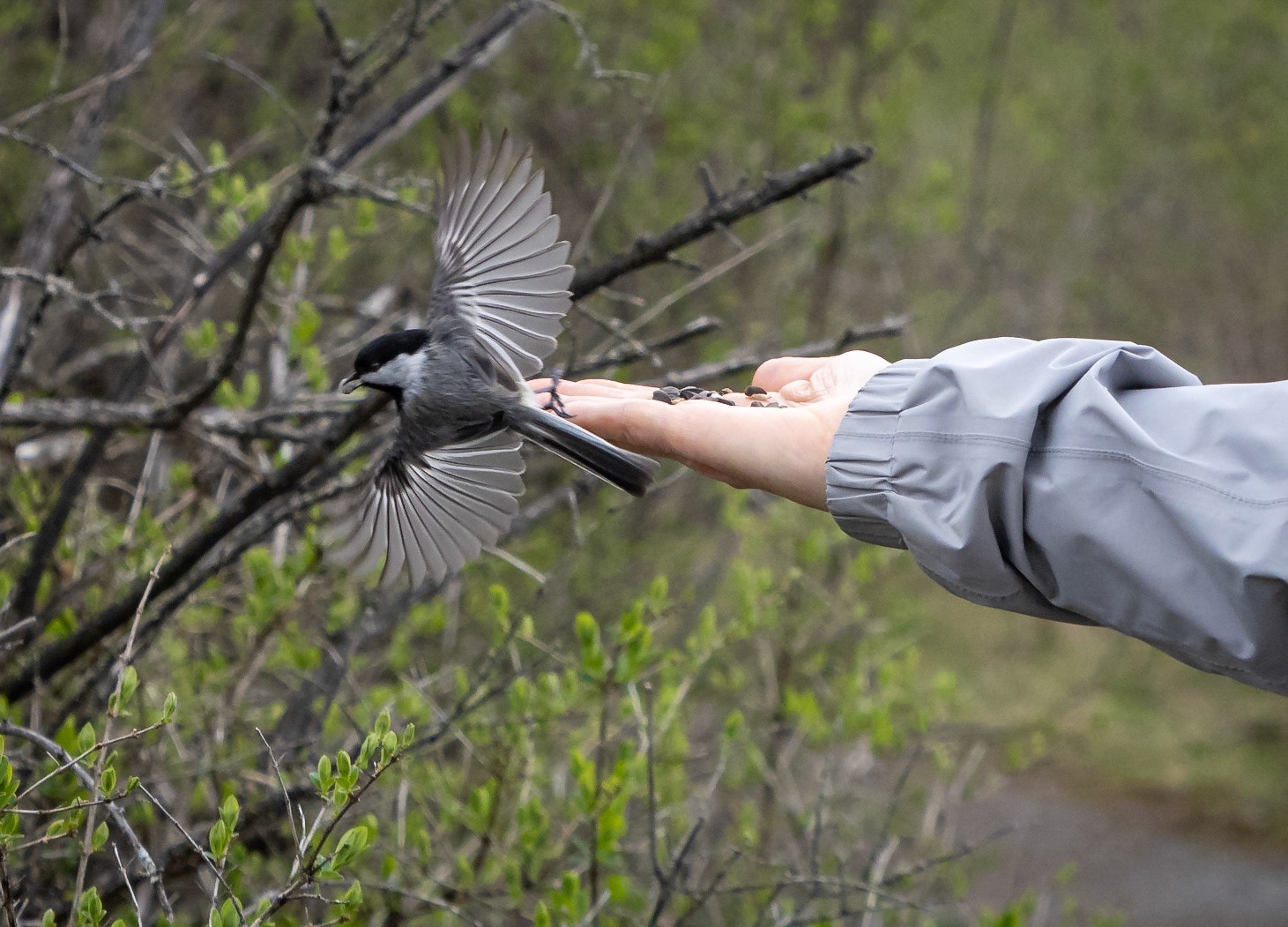 chickadee