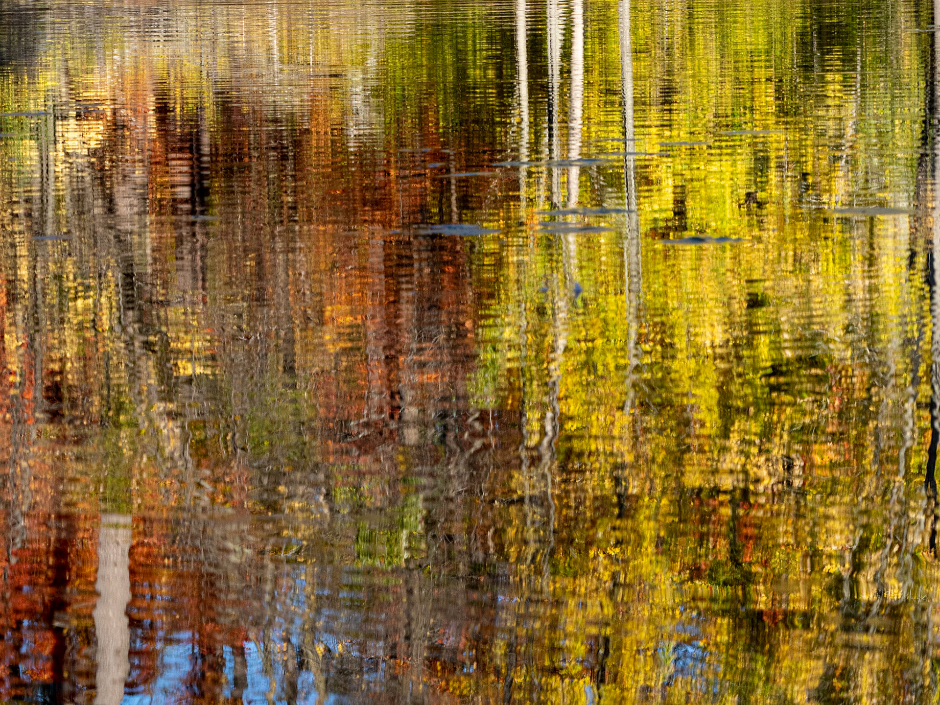 Fall colour reflections at Mud Lake