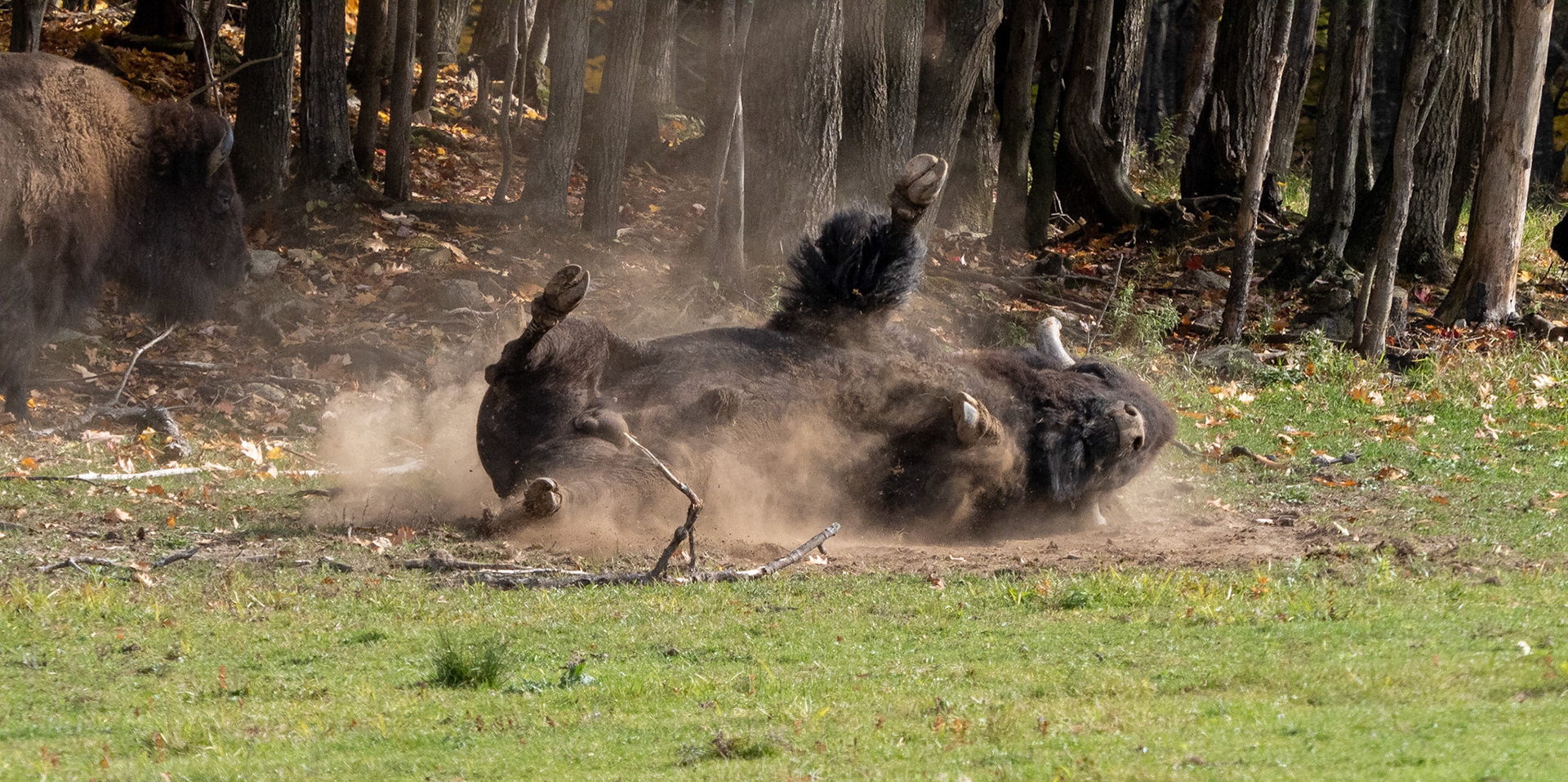 rockin' and rollin' in the dust