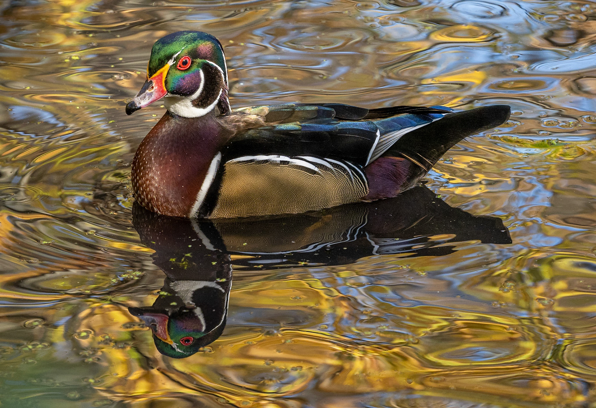 Wood duck in fall colour reflections.