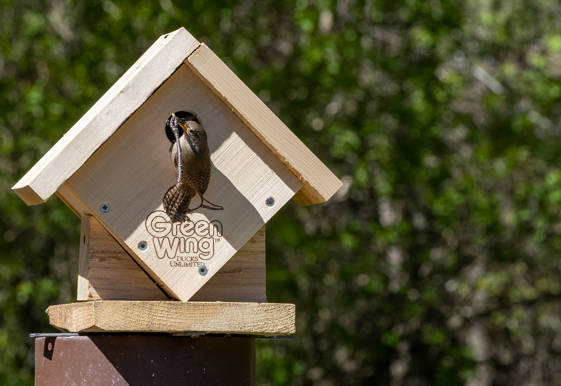 house wren building nest