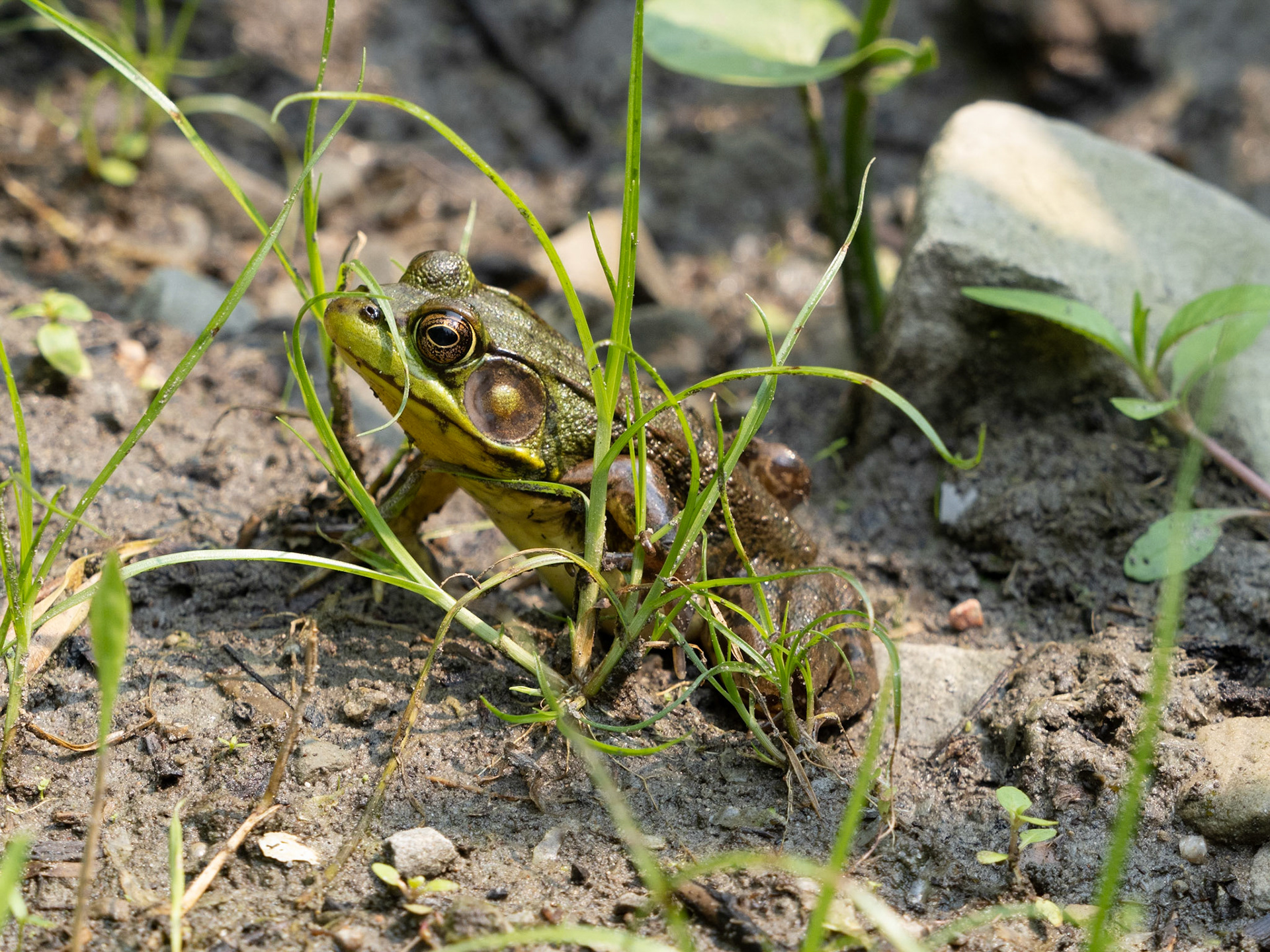 green frog
