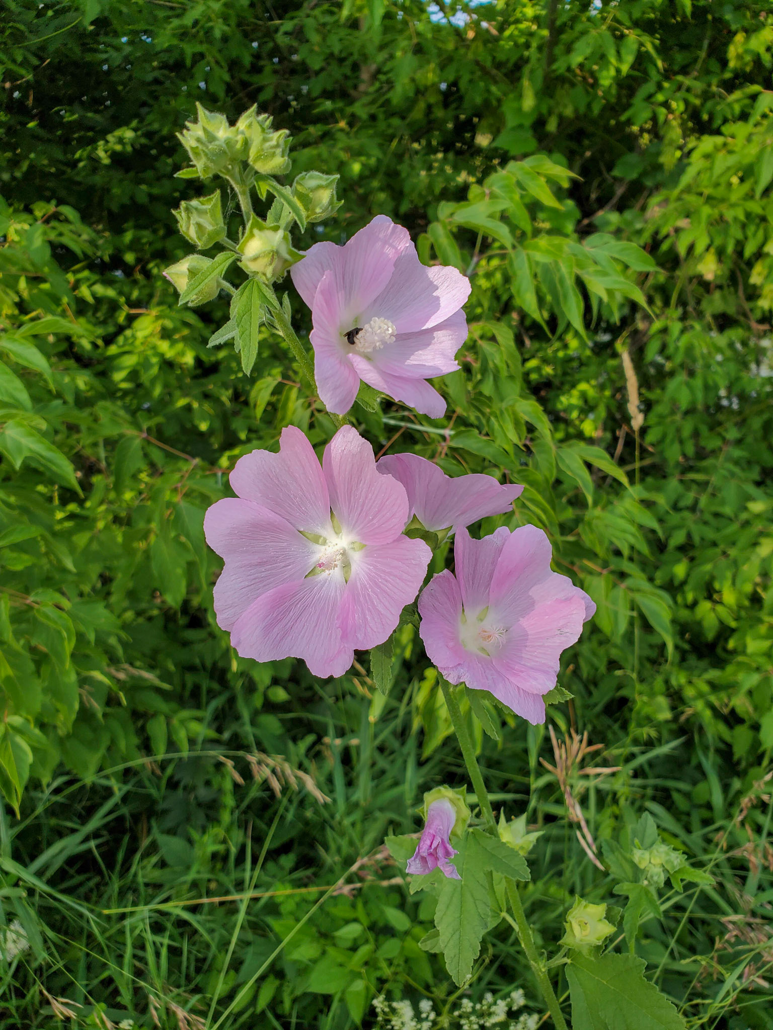 Musk mallows