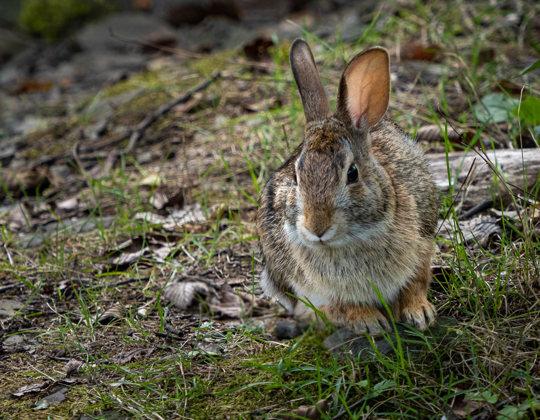Peter Cottontail