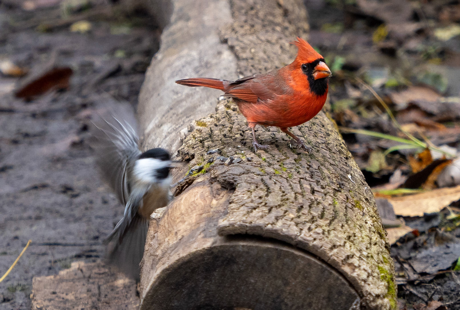 Cardinal still looking apprehensively at chickadee