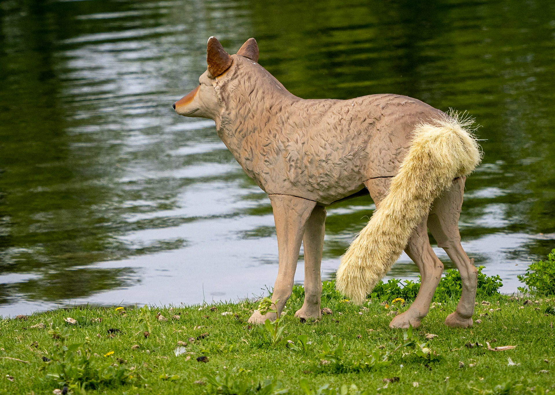 decoy coyote fending off geese