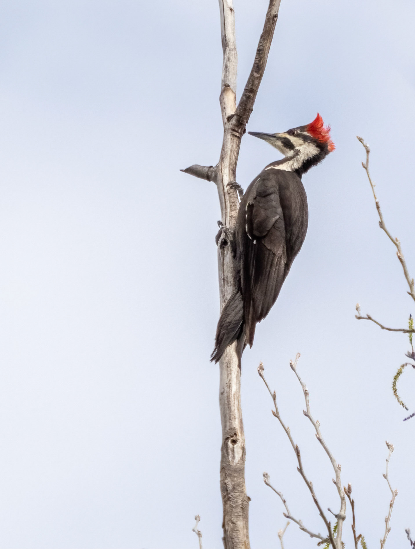 pileated woodpecker