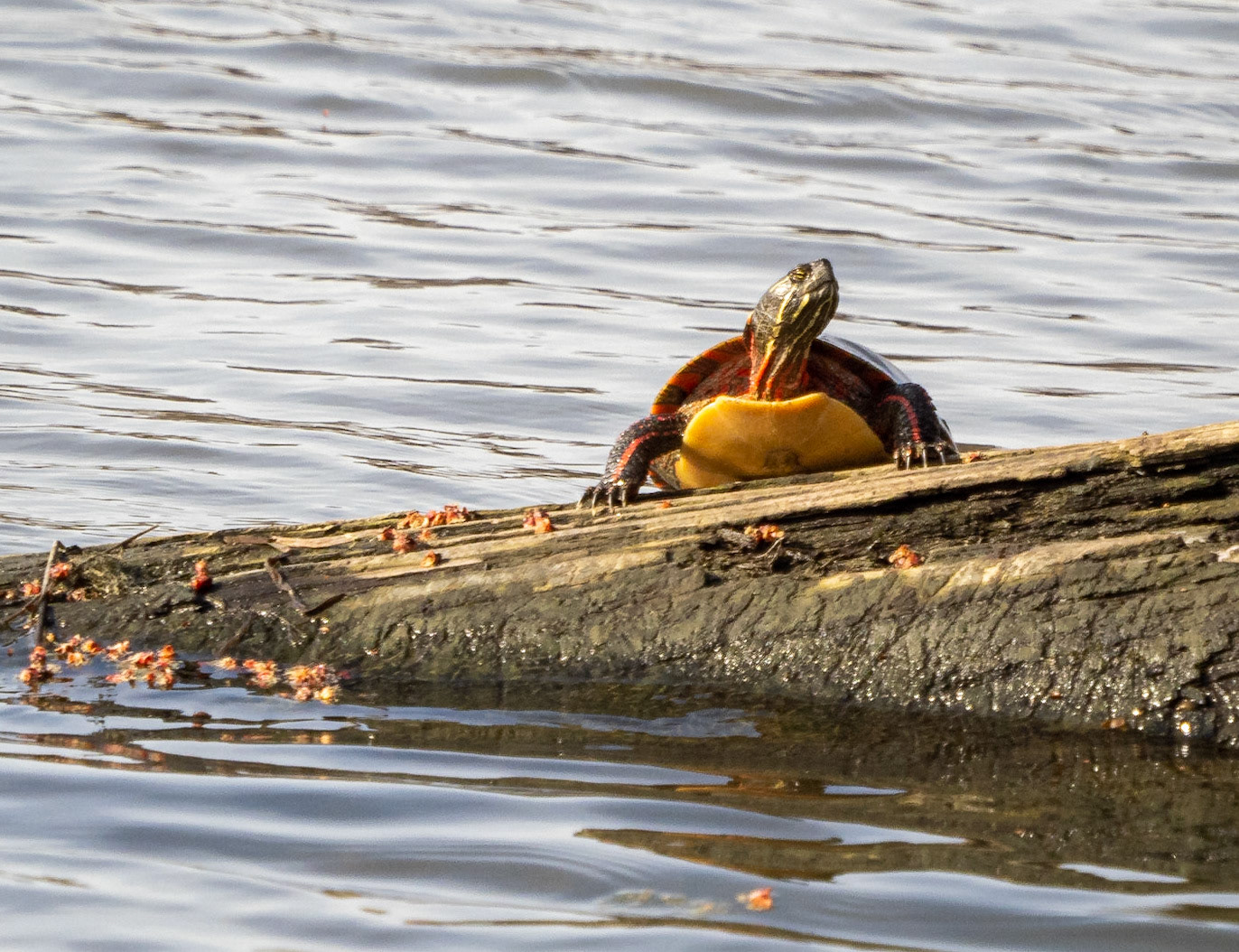 painted turtle