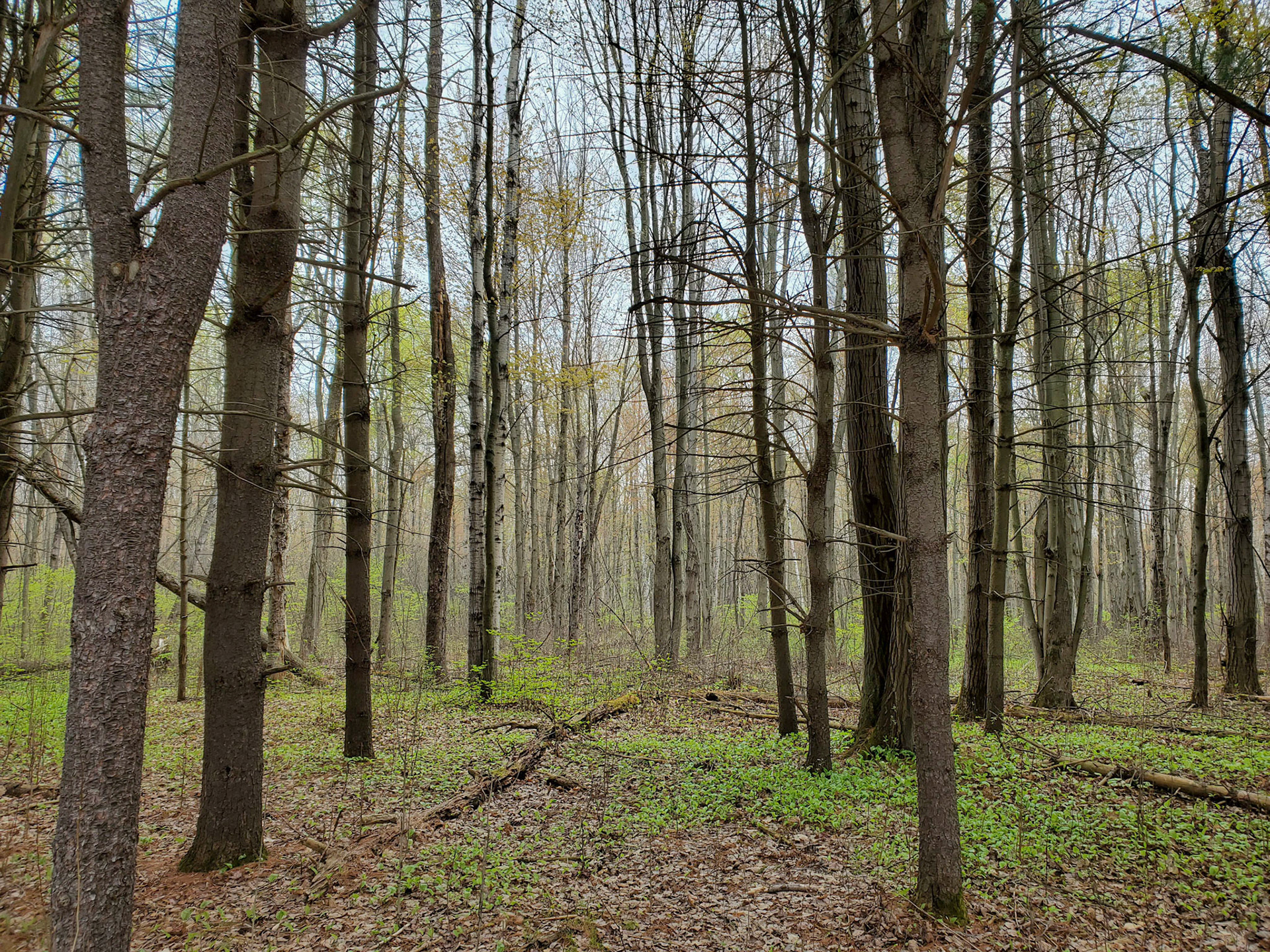 slightly foggy forest
