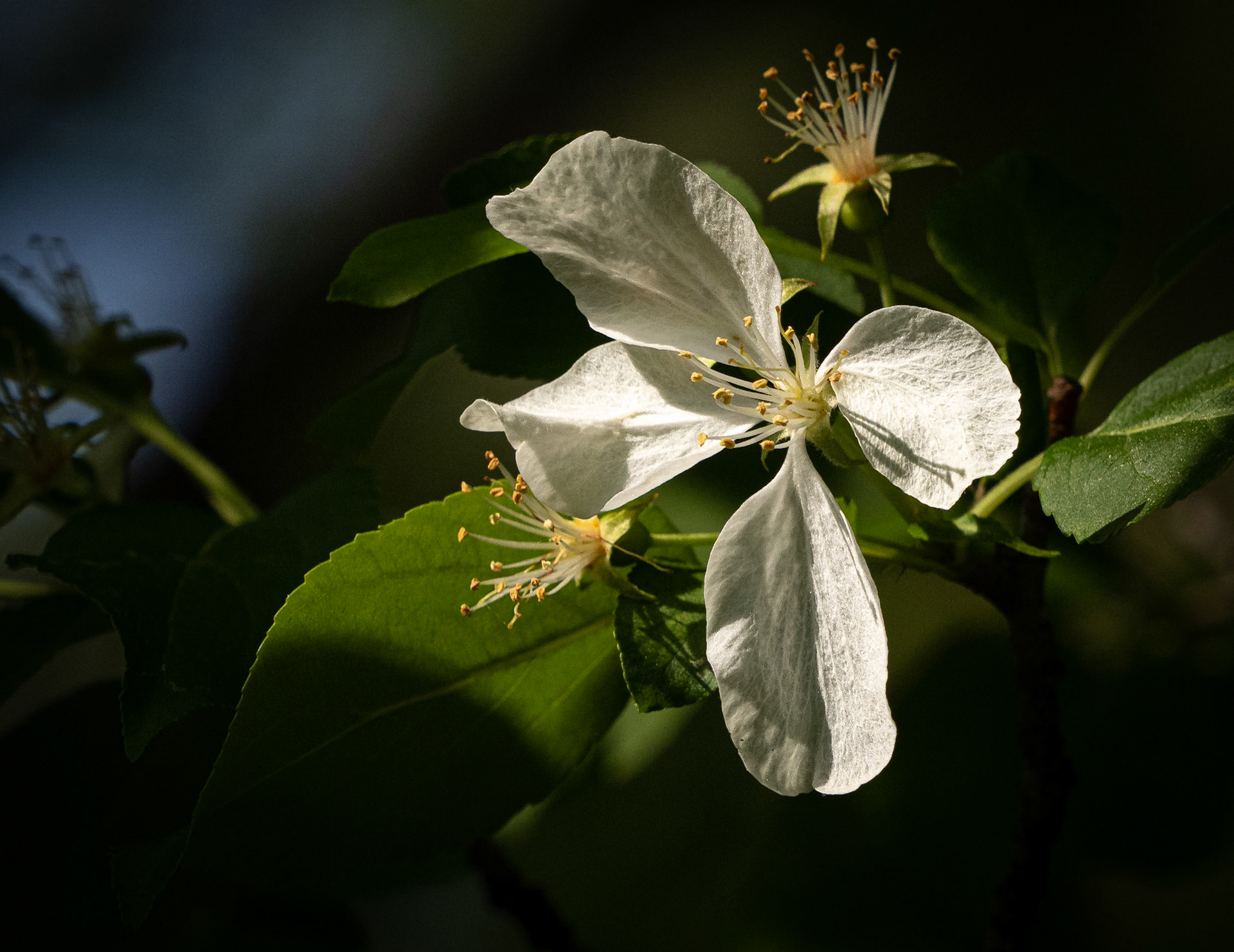 apple blossom