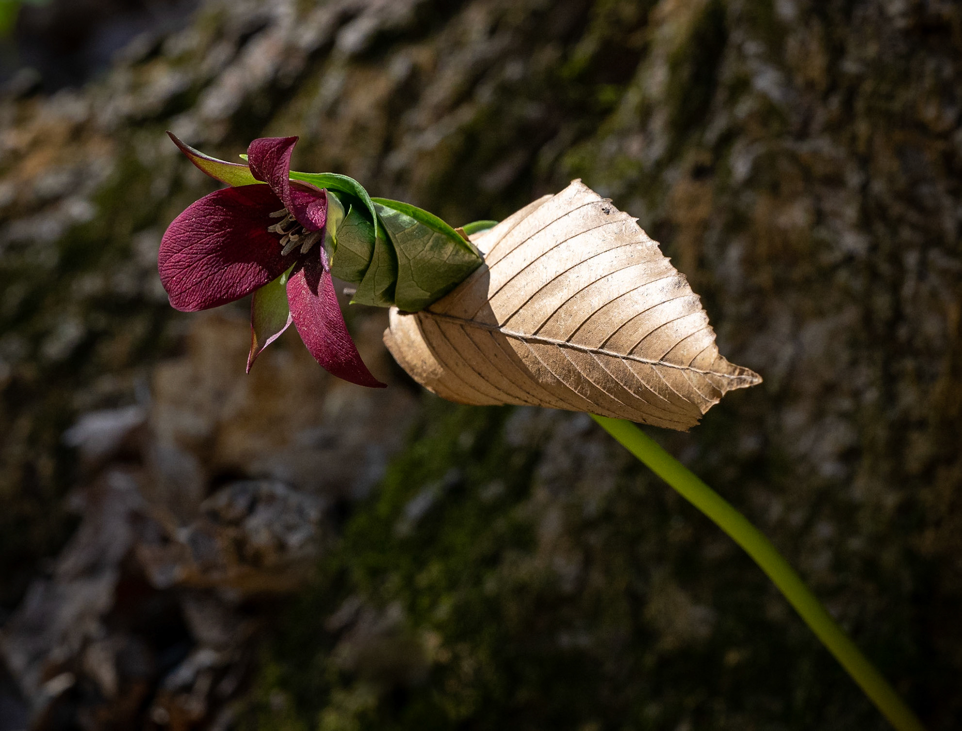 red trillium