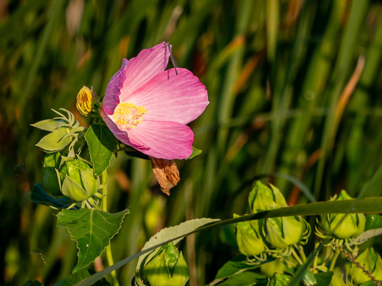 Rose mallow