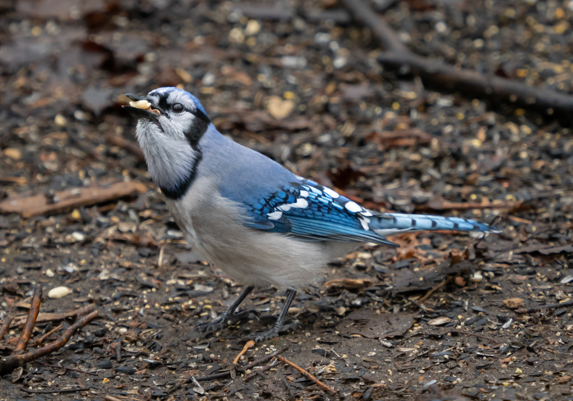 blue jay