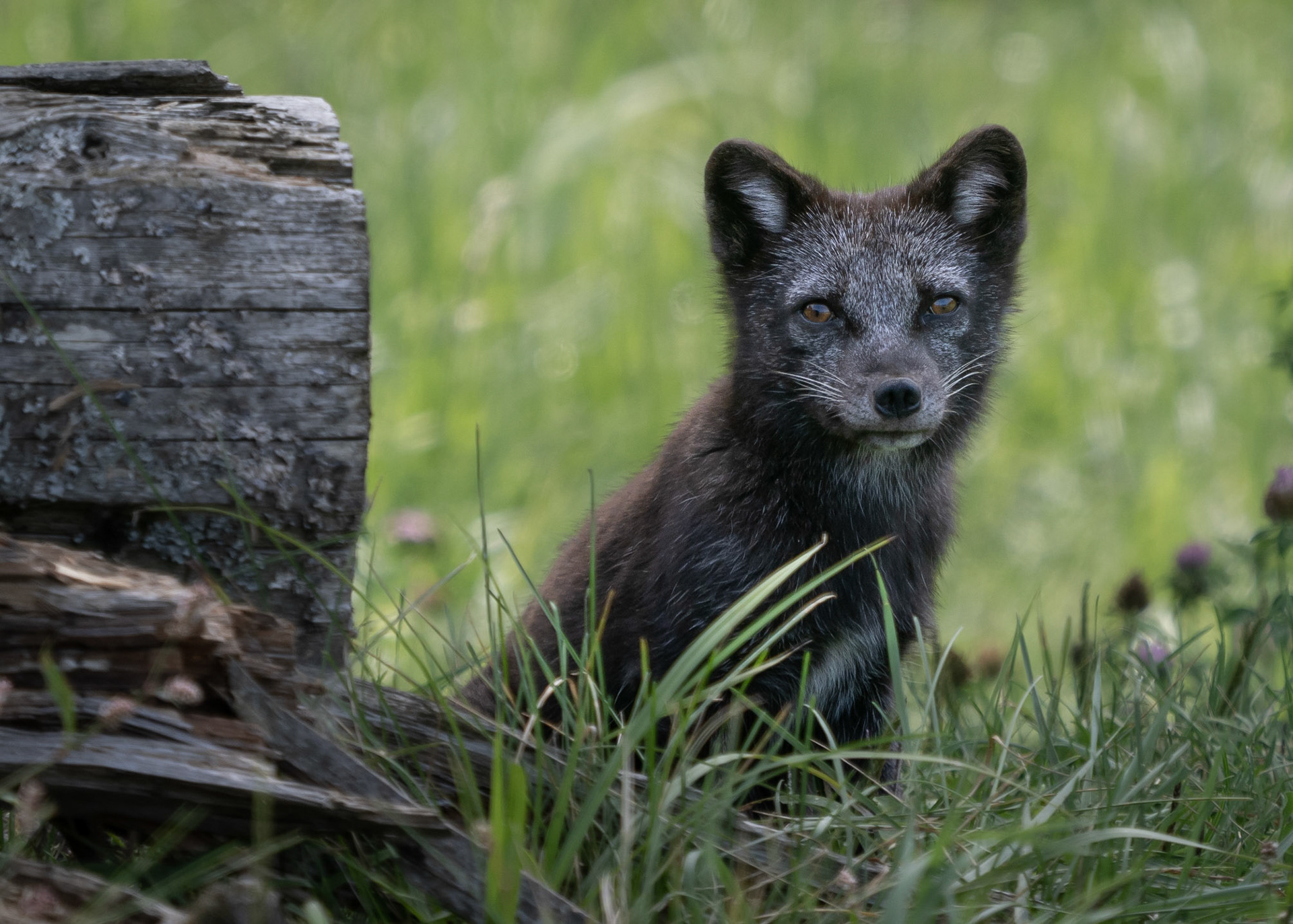 Arctic fox cub