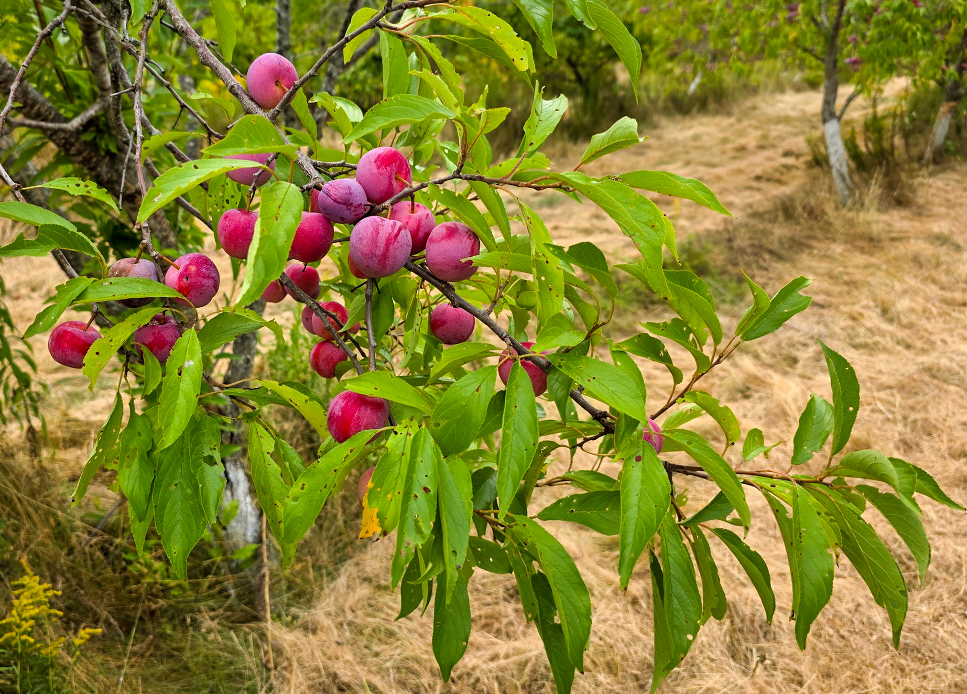 Plum