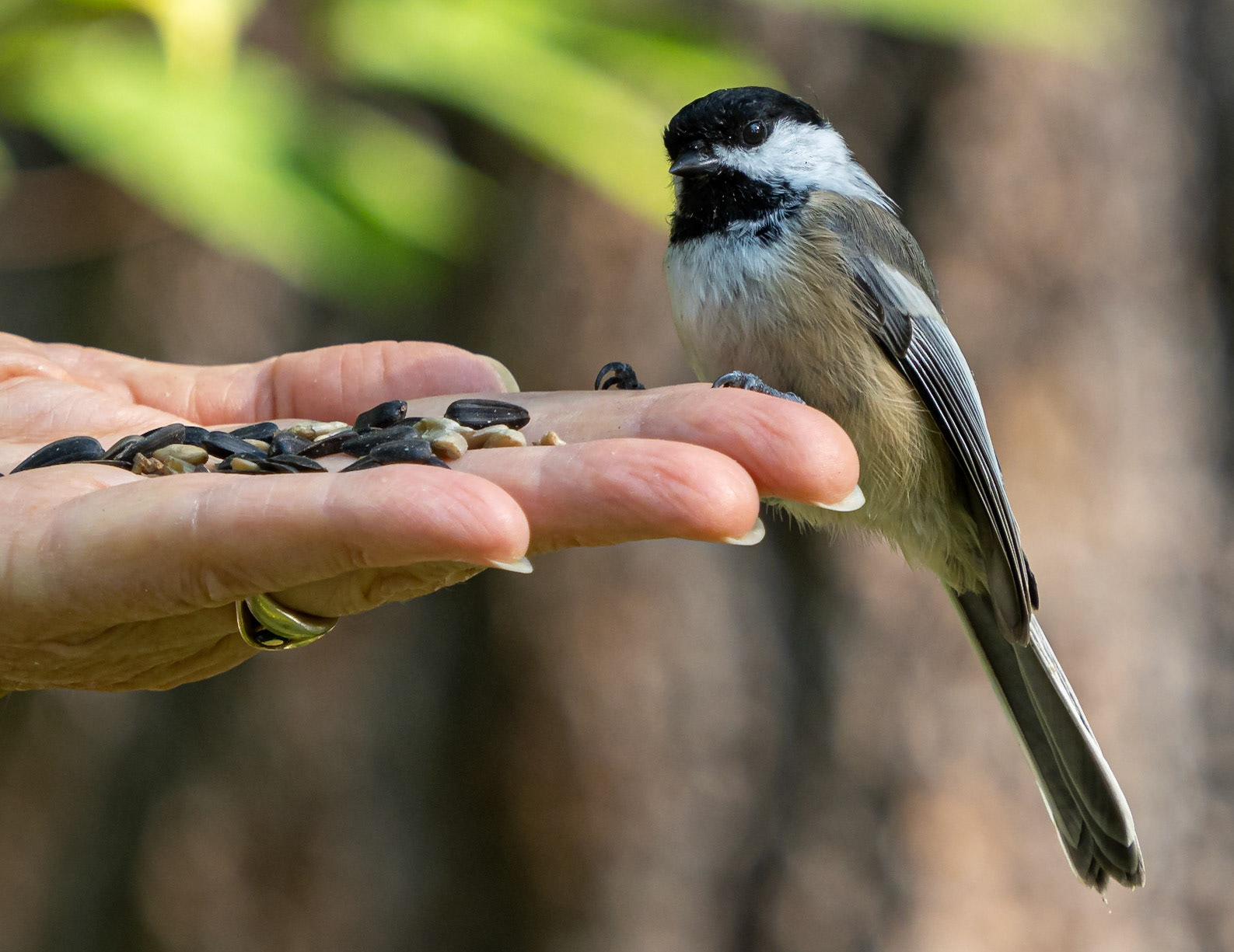 chickadee
