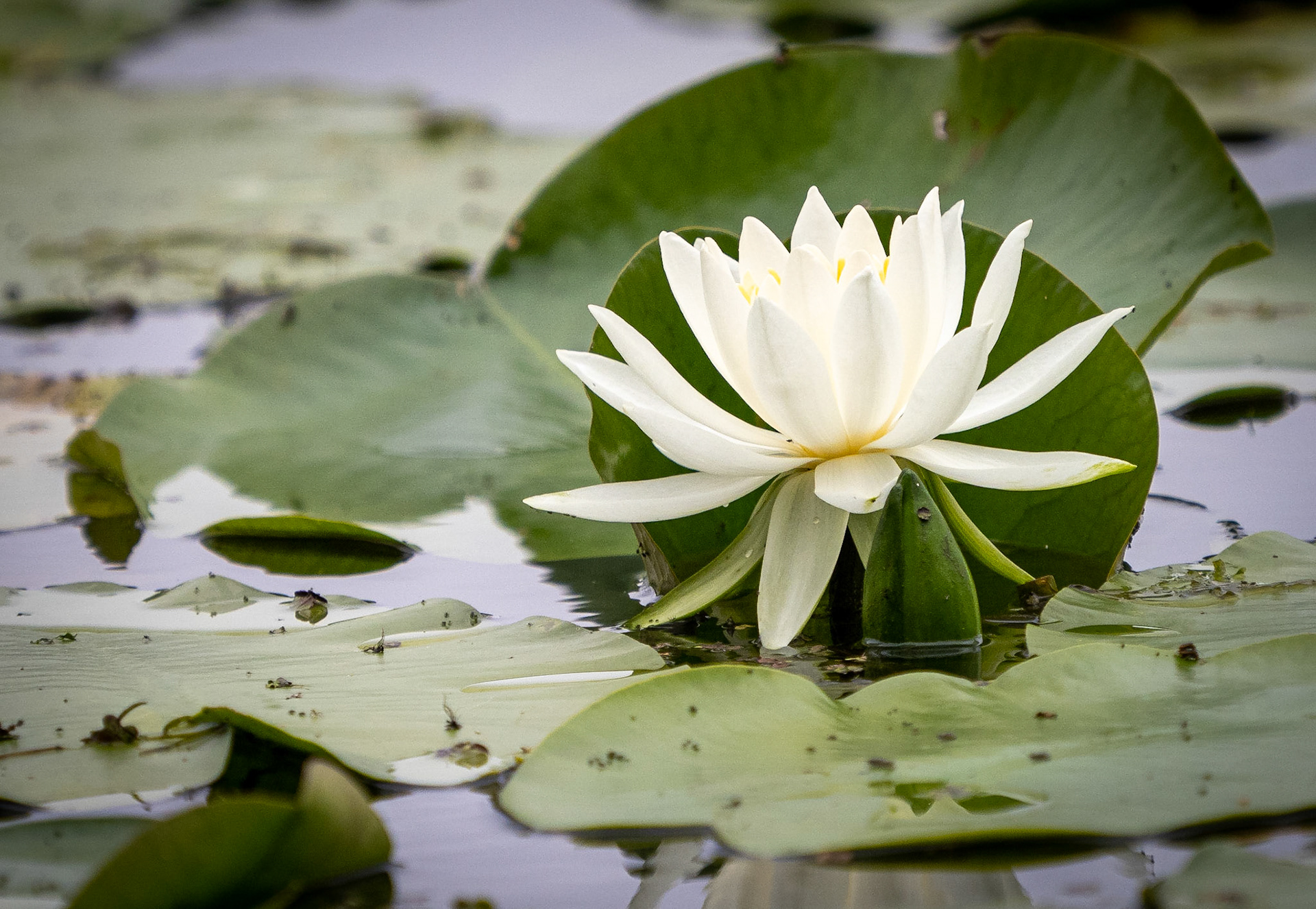 Waterlily