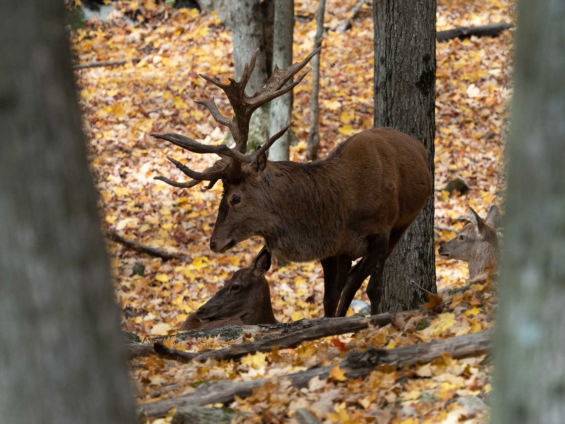 Elder statesman red deer and his two ladies