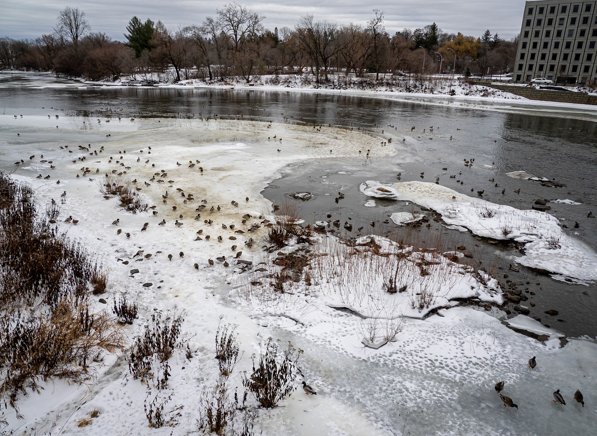 Billings Bridge