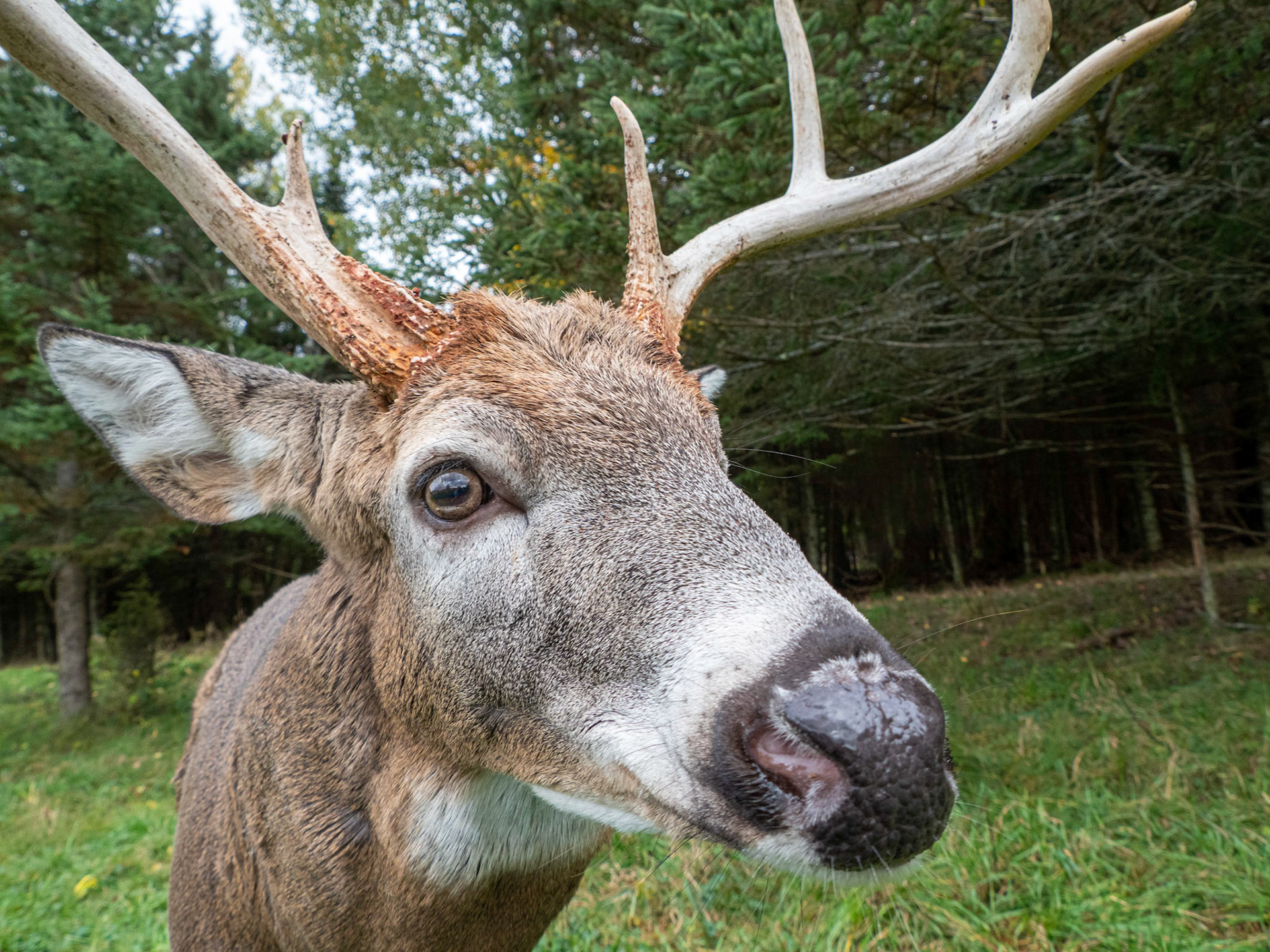 White-tailed deer close-up