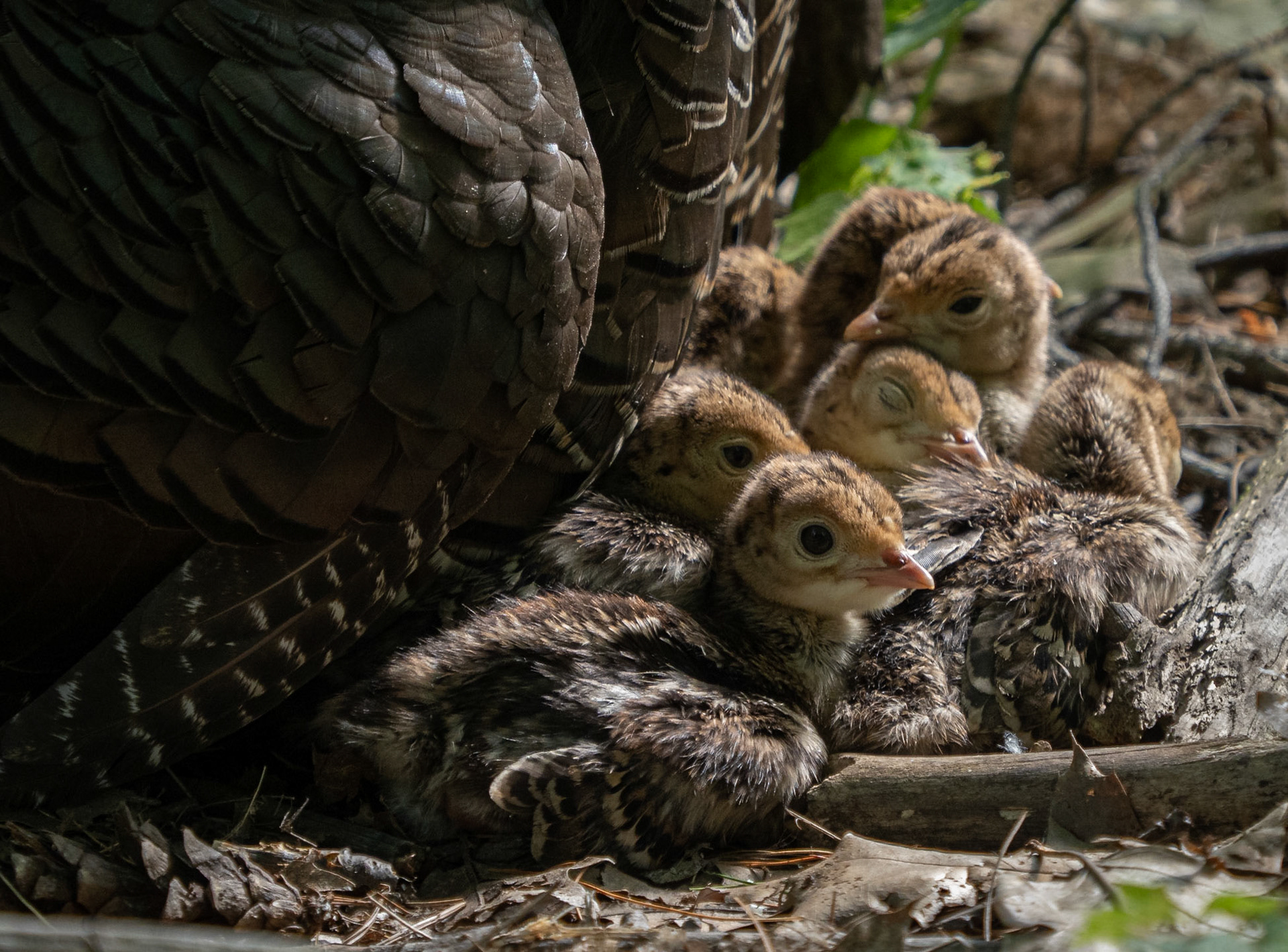 very young pullets