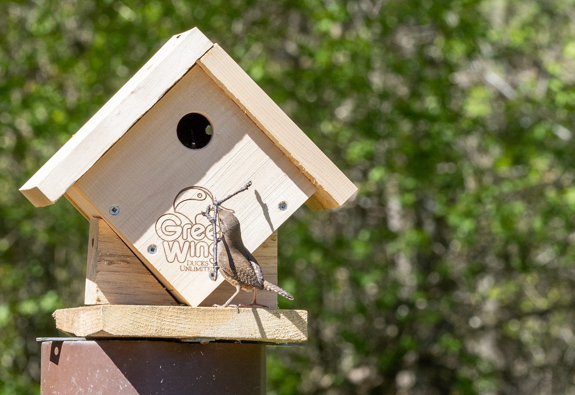 house wren building nest