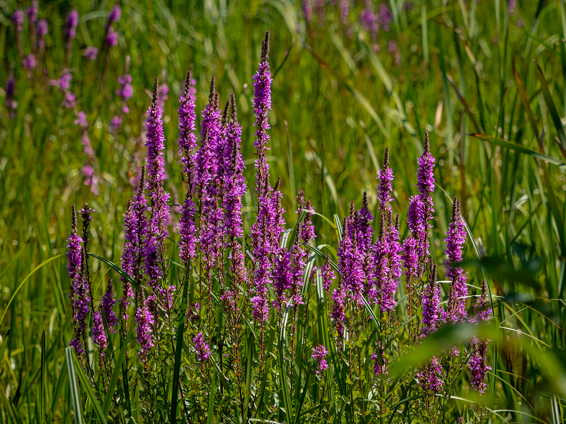 Purple loosestrife