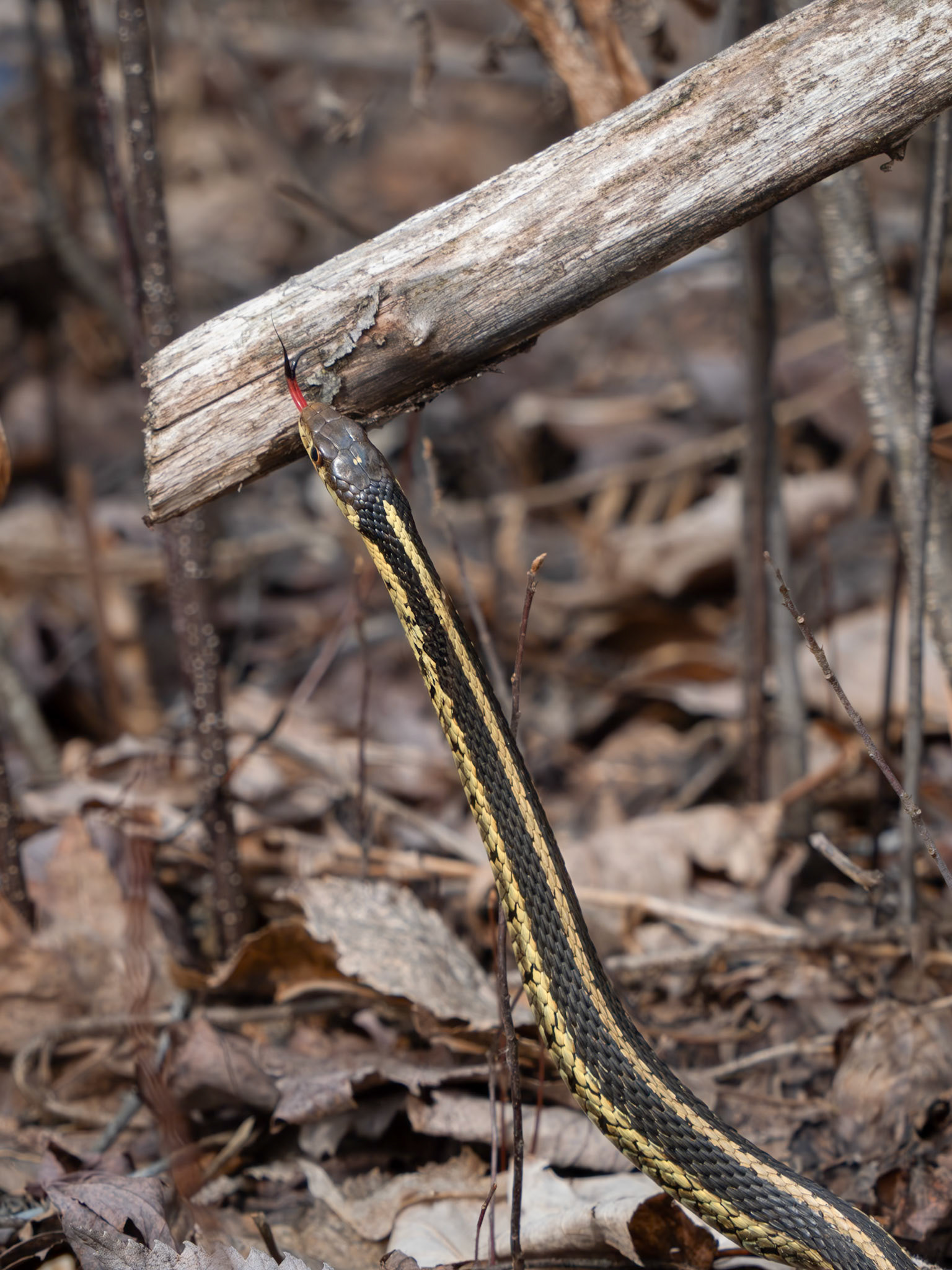 garter snake, Limerick Forest