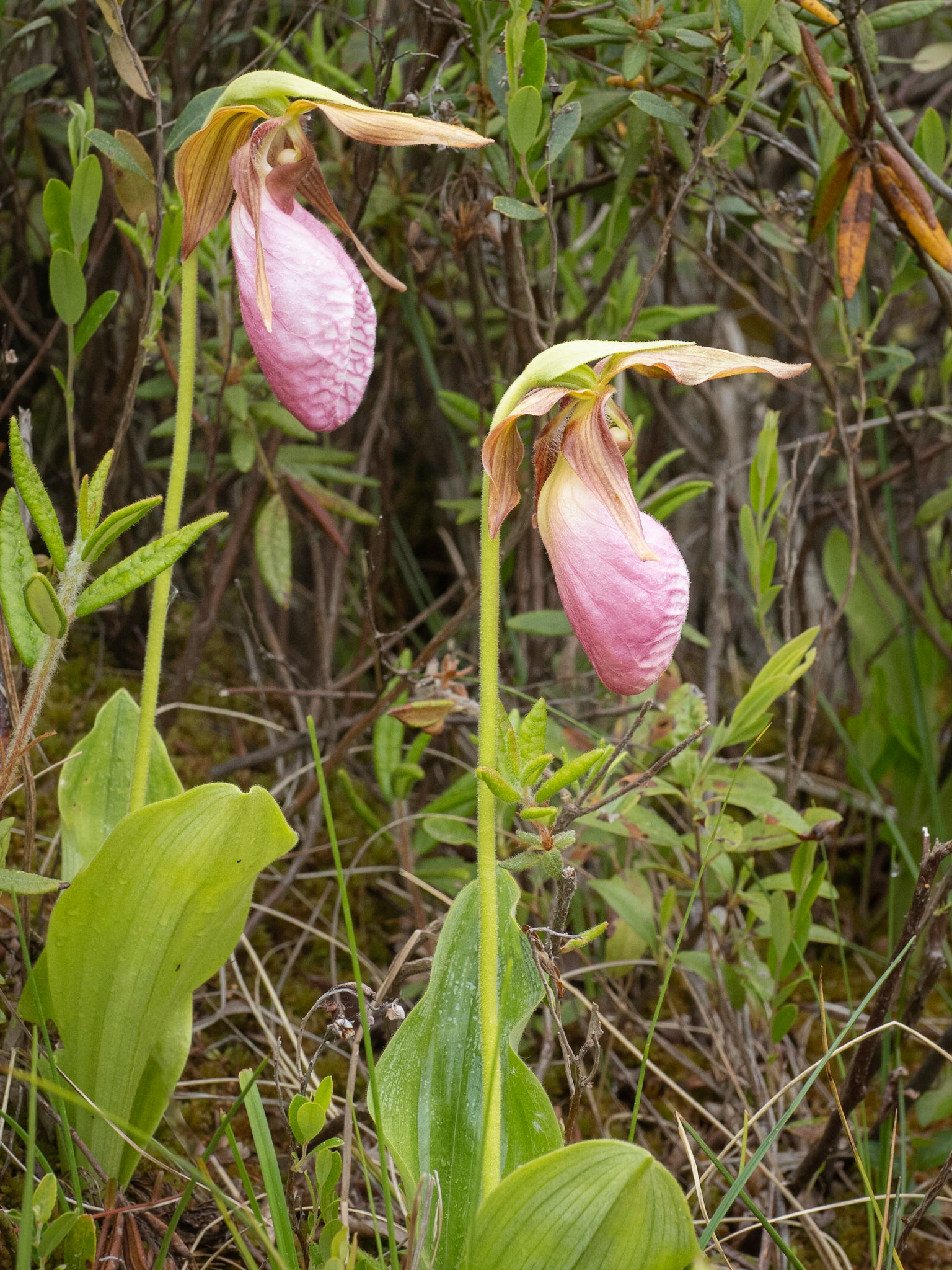 Moccasin flowers (wild ordchid)
