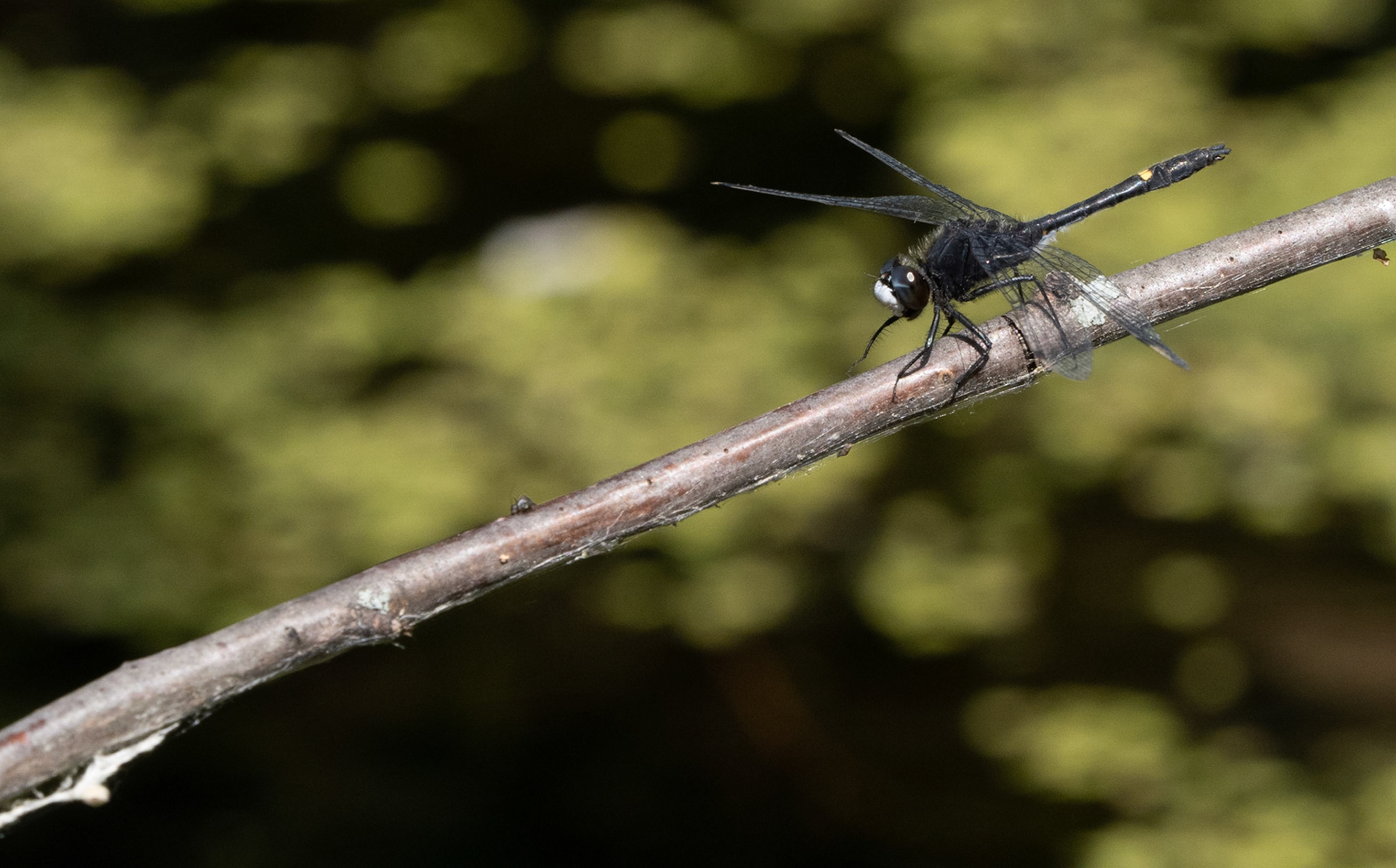 dot-tailed whitefaced dragonfly