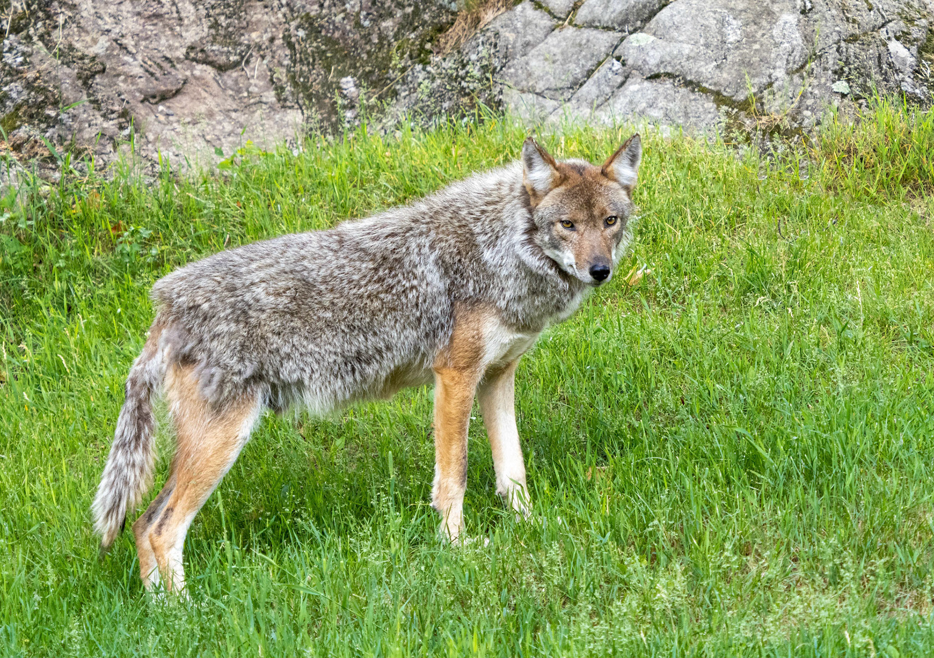 coyote