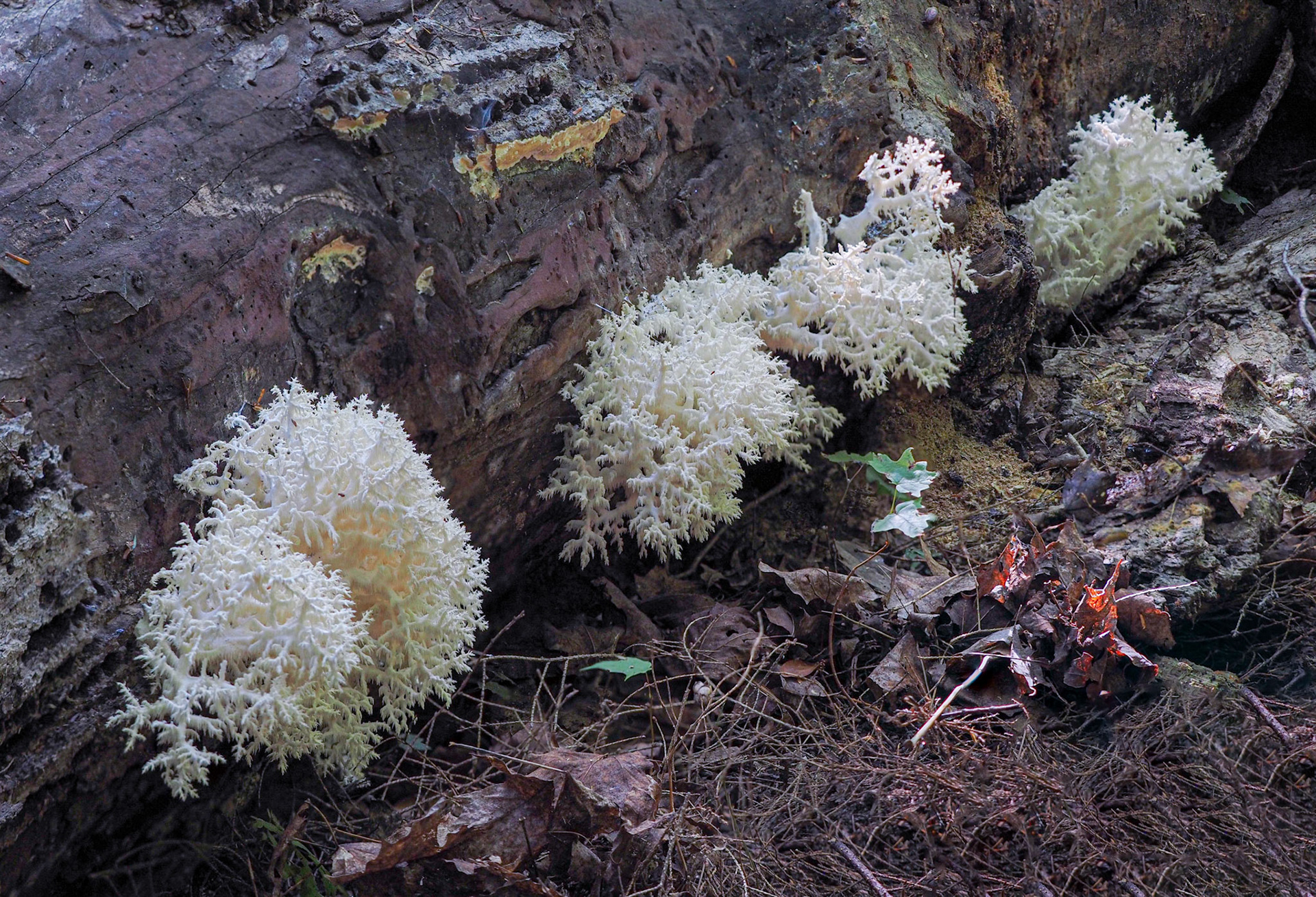 coral tooth mushroom