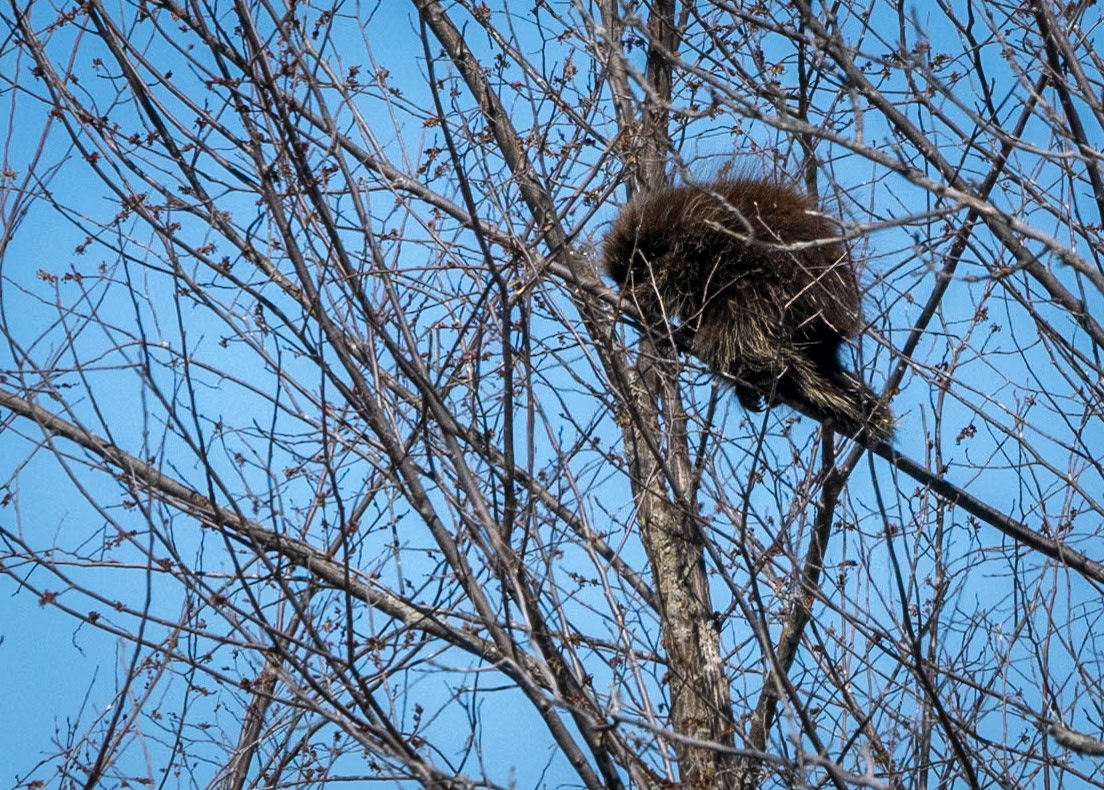 porcupine