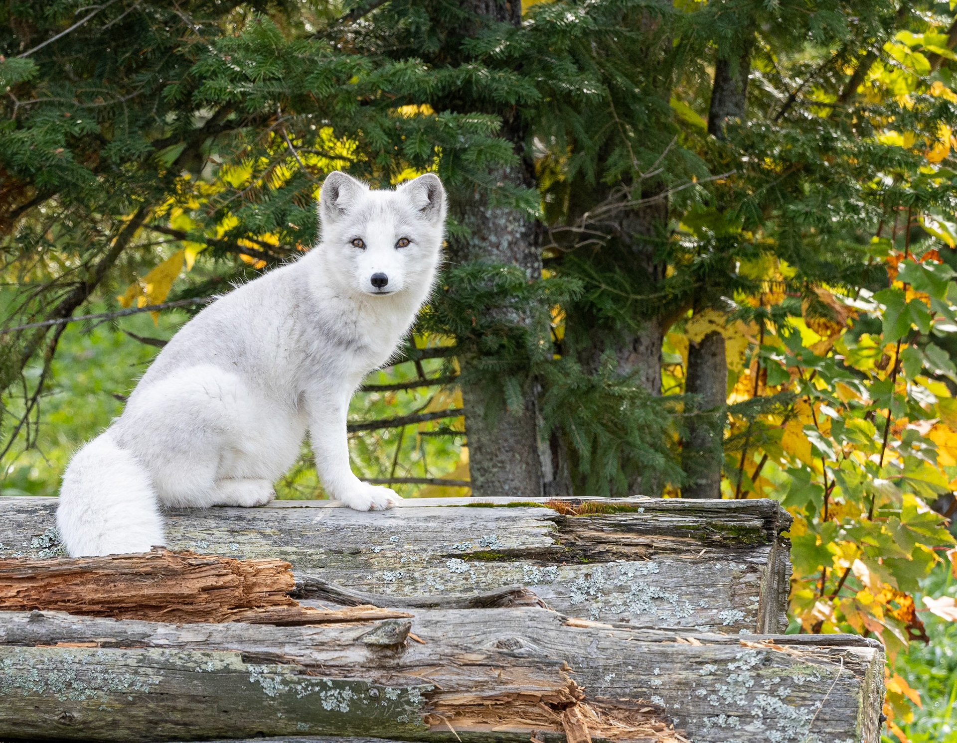 Arctic fox looking more like a domestic dog pup.
