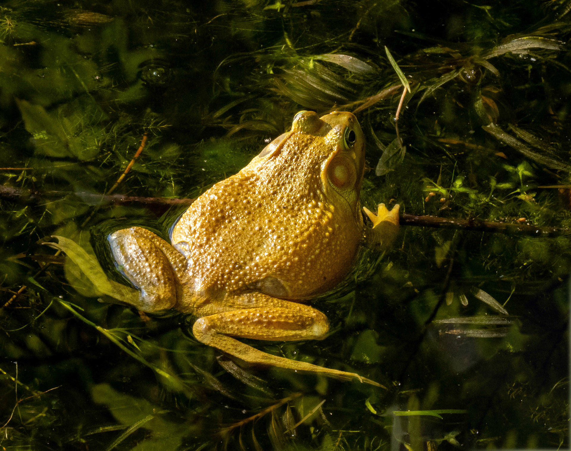 golden coloured bull frog