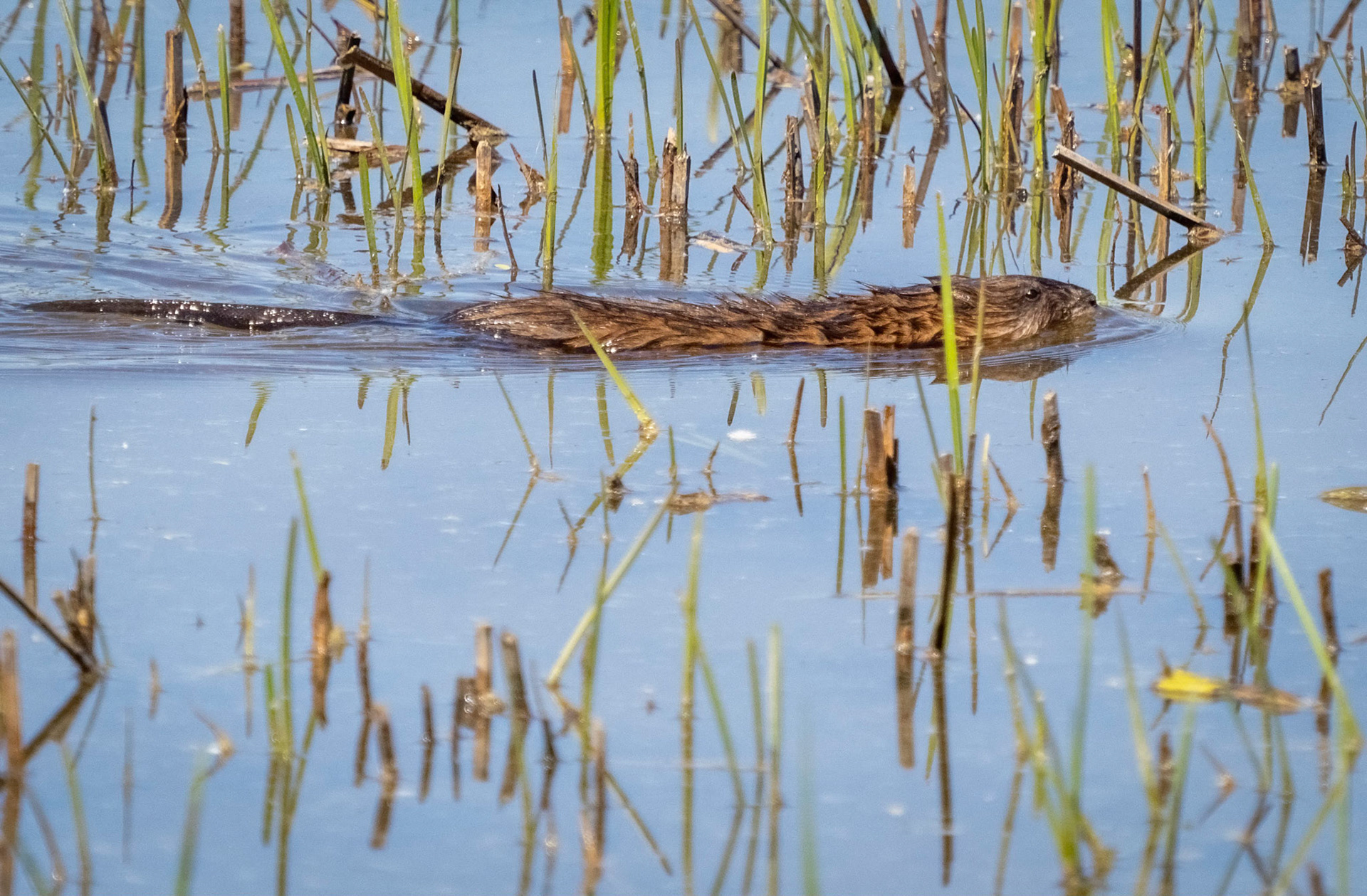 muskrat