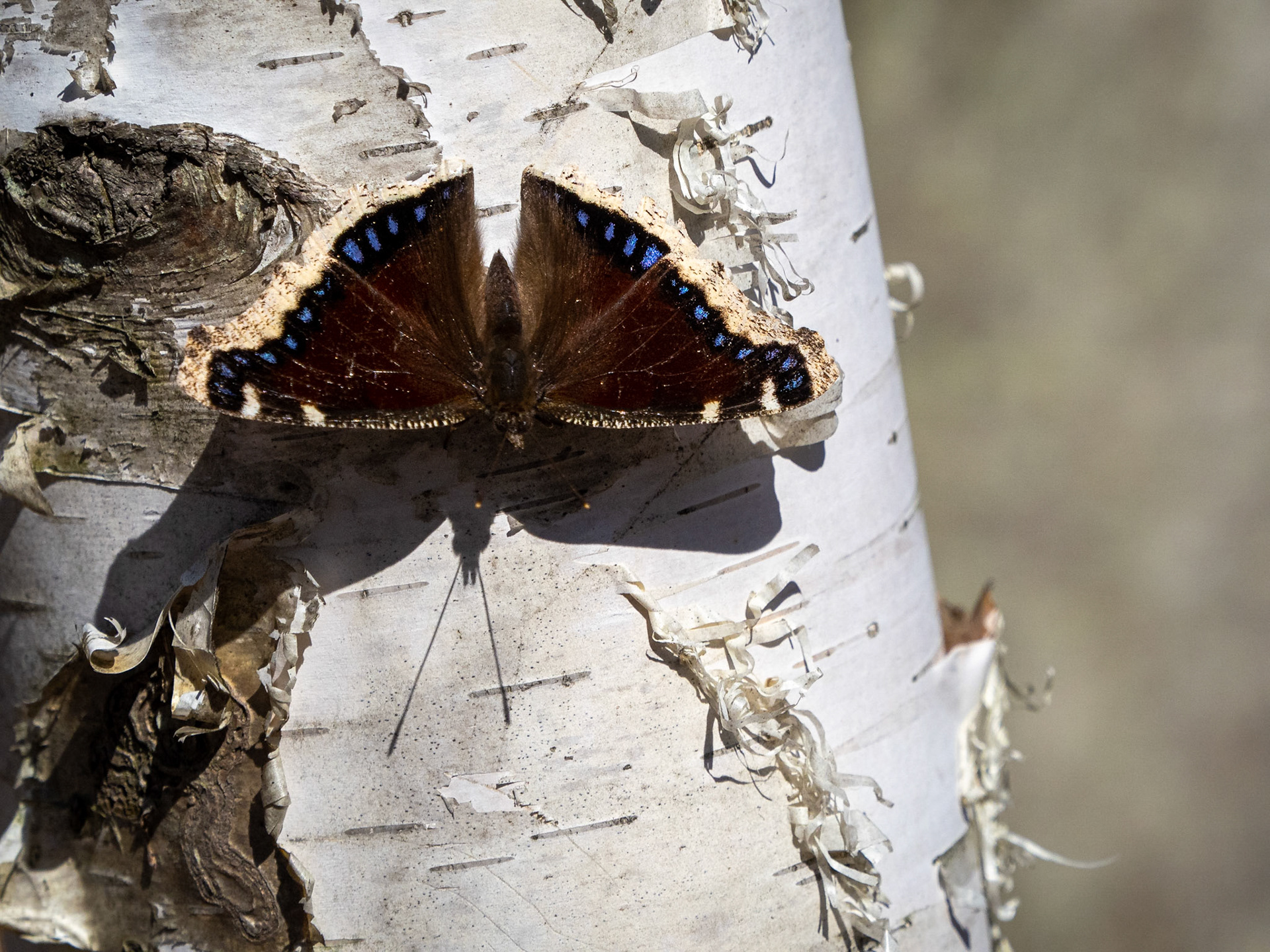 mourning cloak
