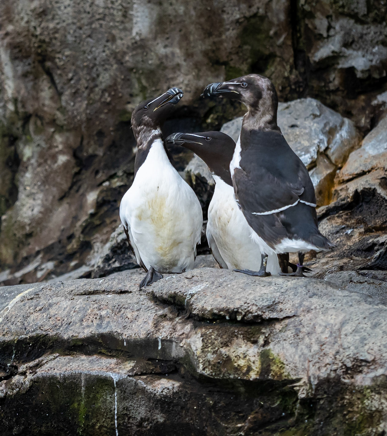 razorbill family