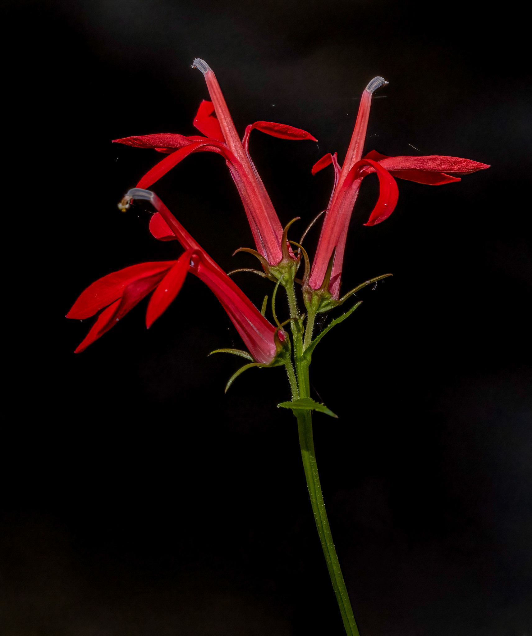 cardinal flower