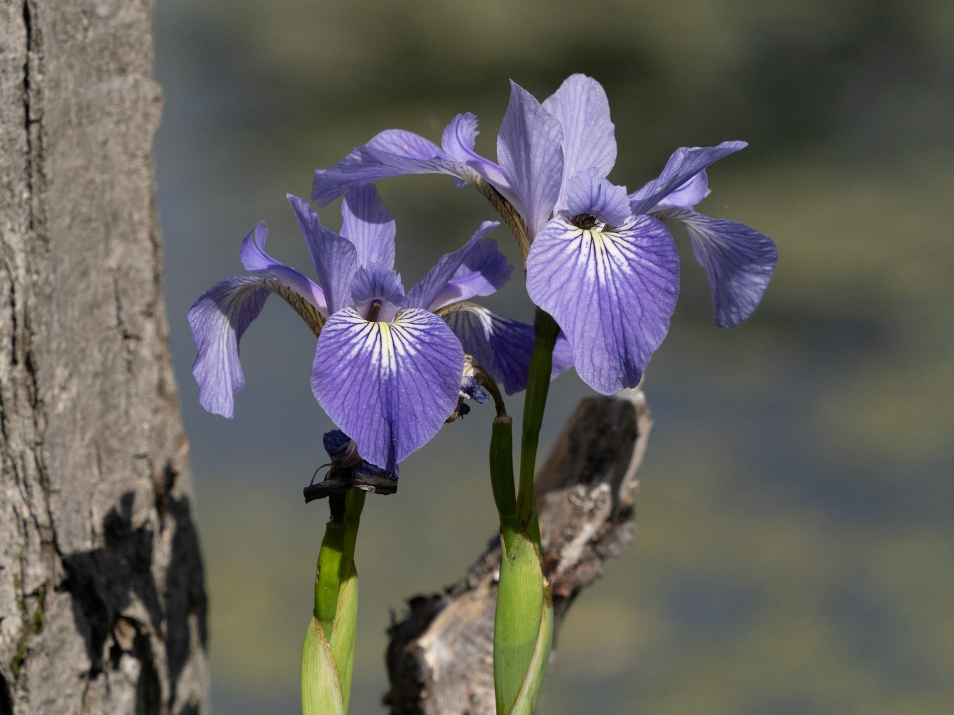 Blue Flag