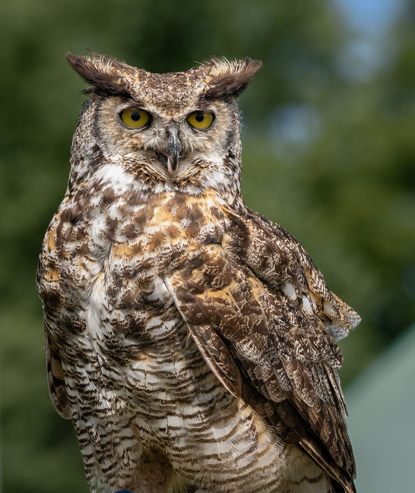 Great horned owl