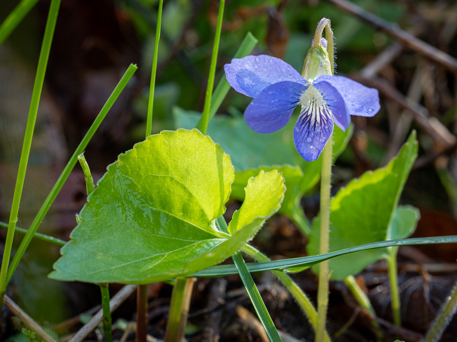 blue violet