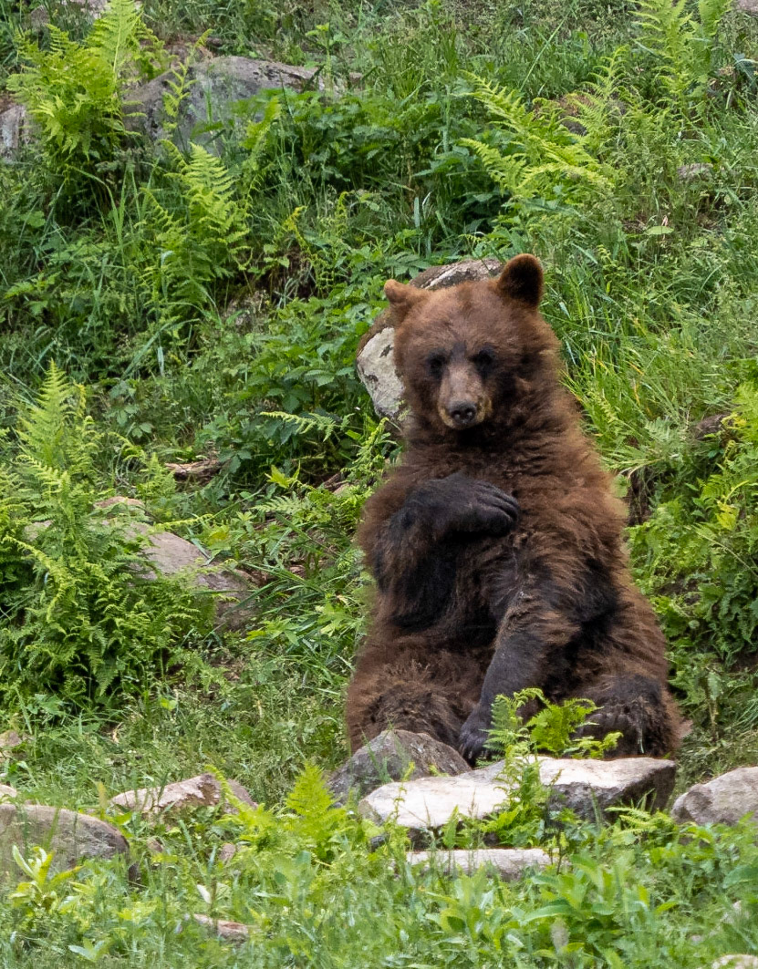 cub with an itch