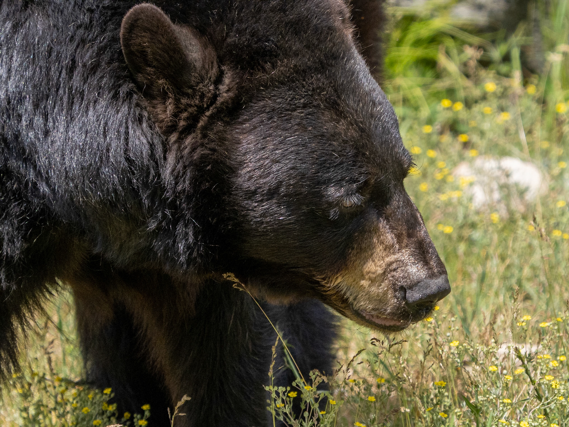 eyelashes on black bear