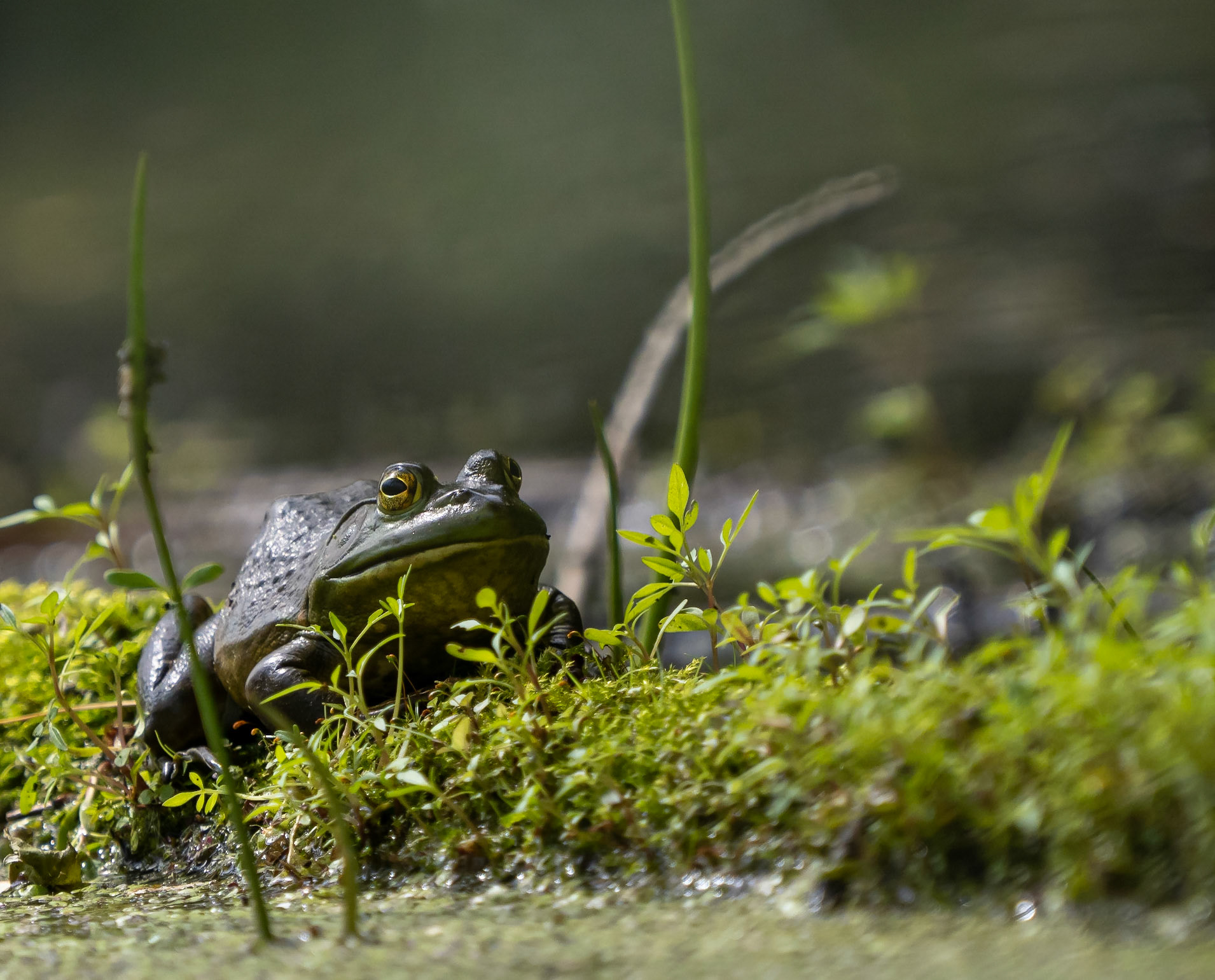 bull frog