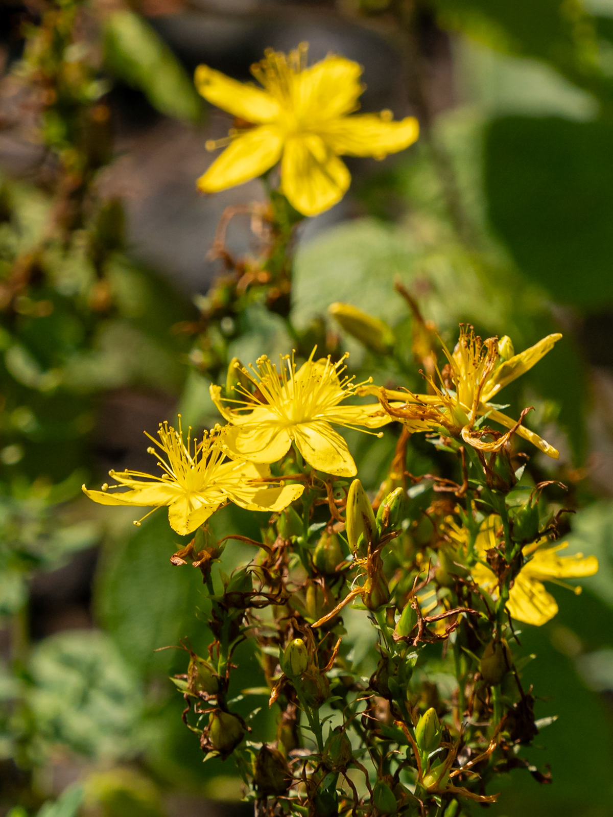 St John's wort