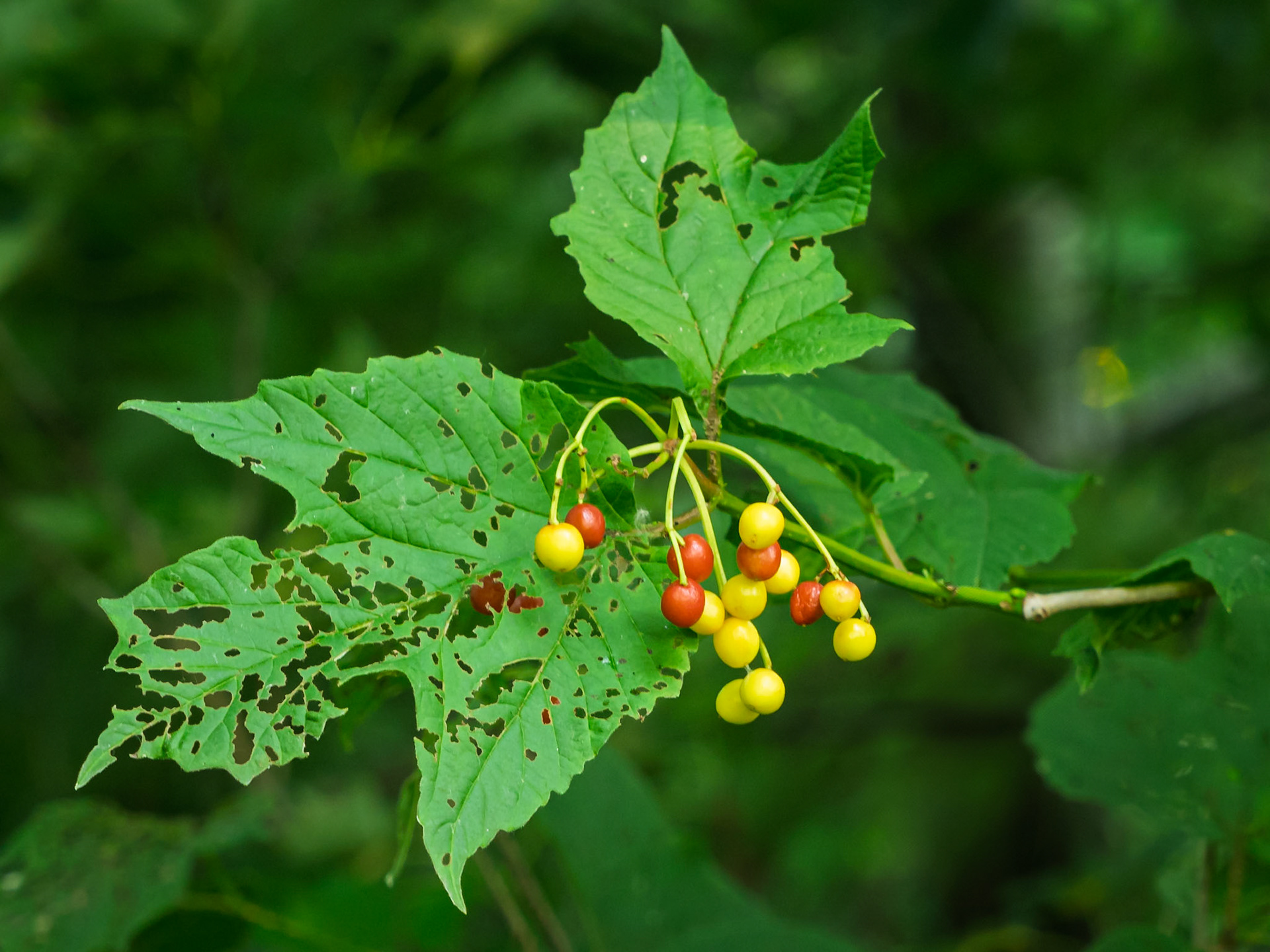 Highbush Cranberries