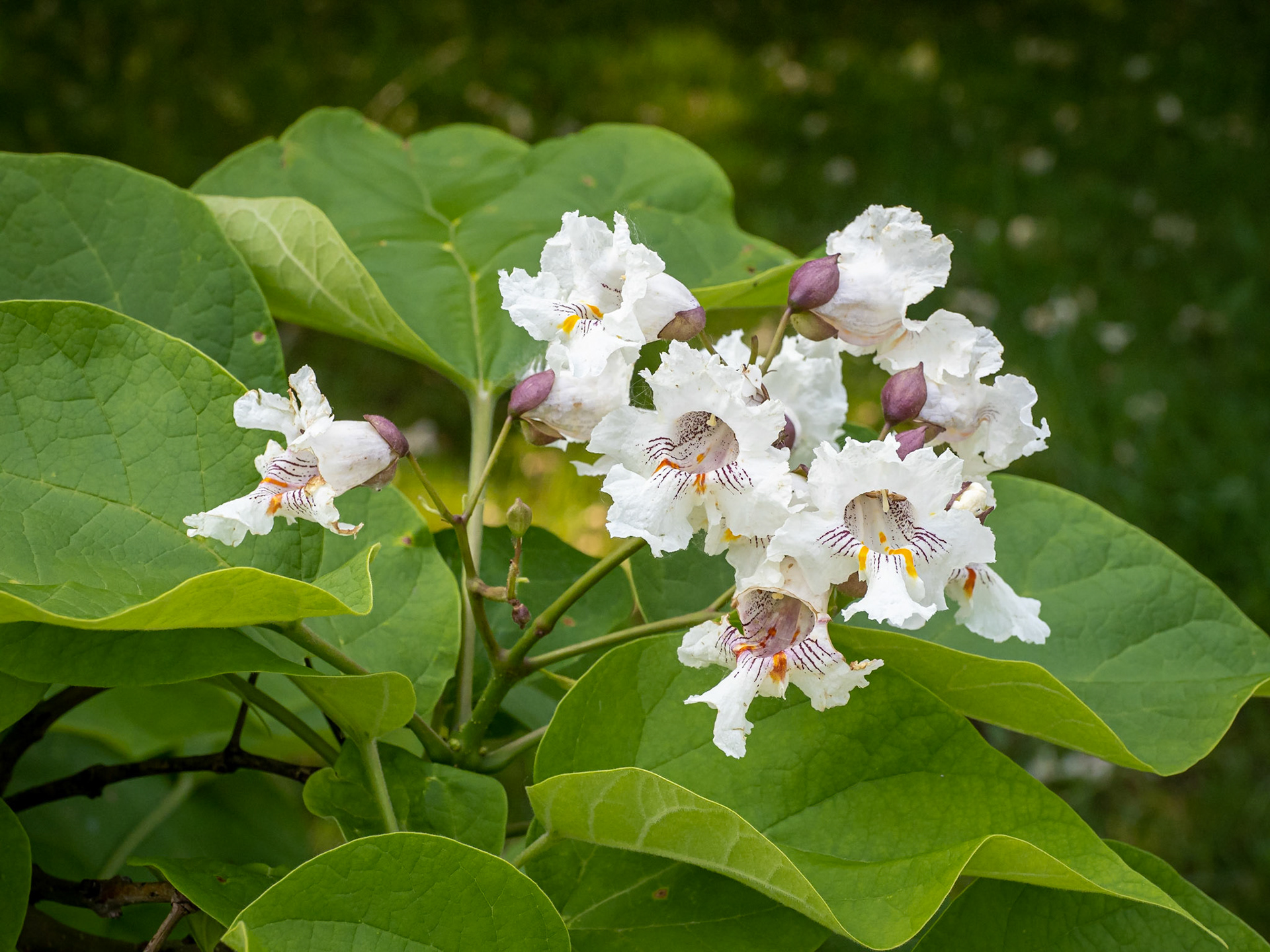 Western catalpa tree flowers